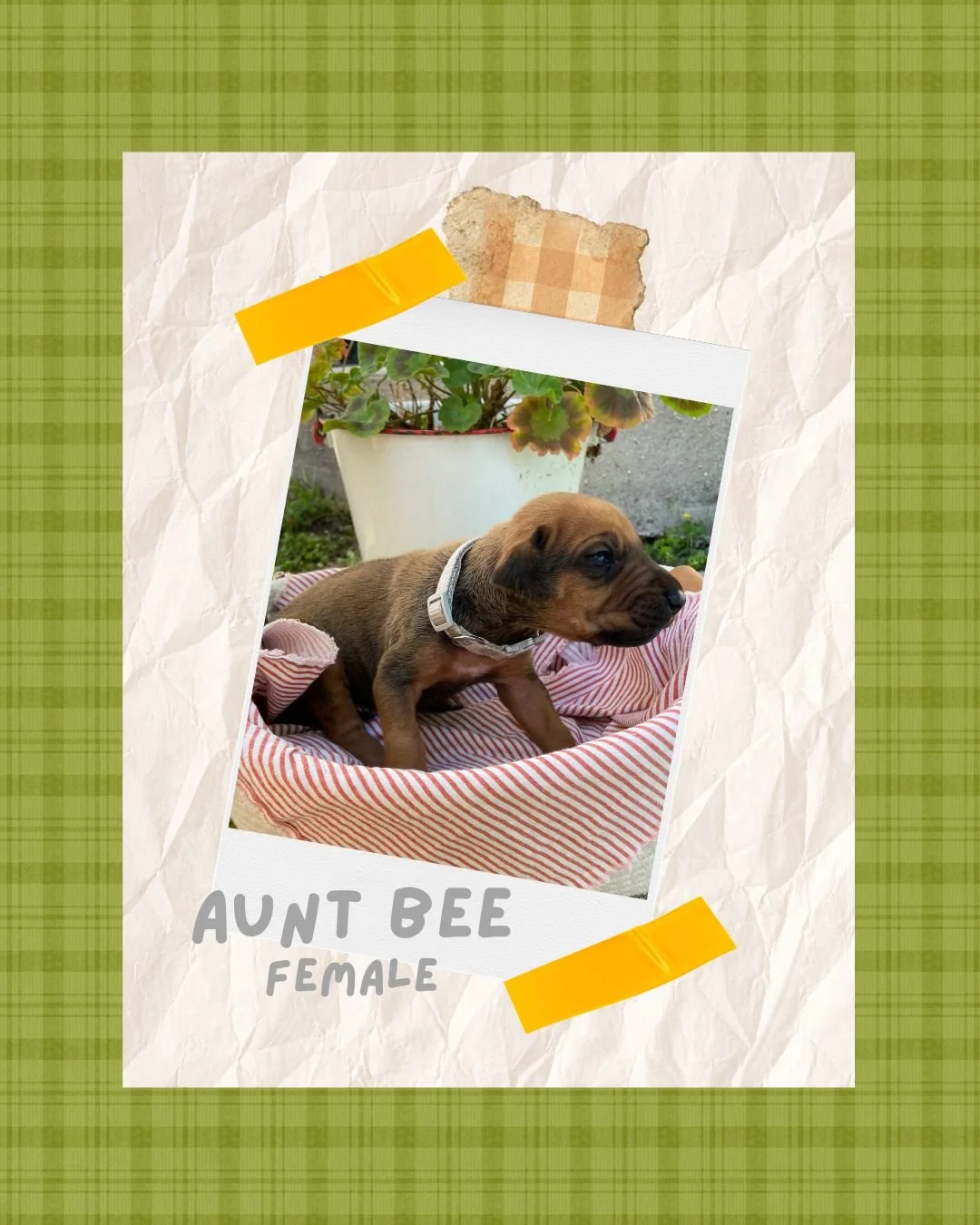 Aunt Bee - Female