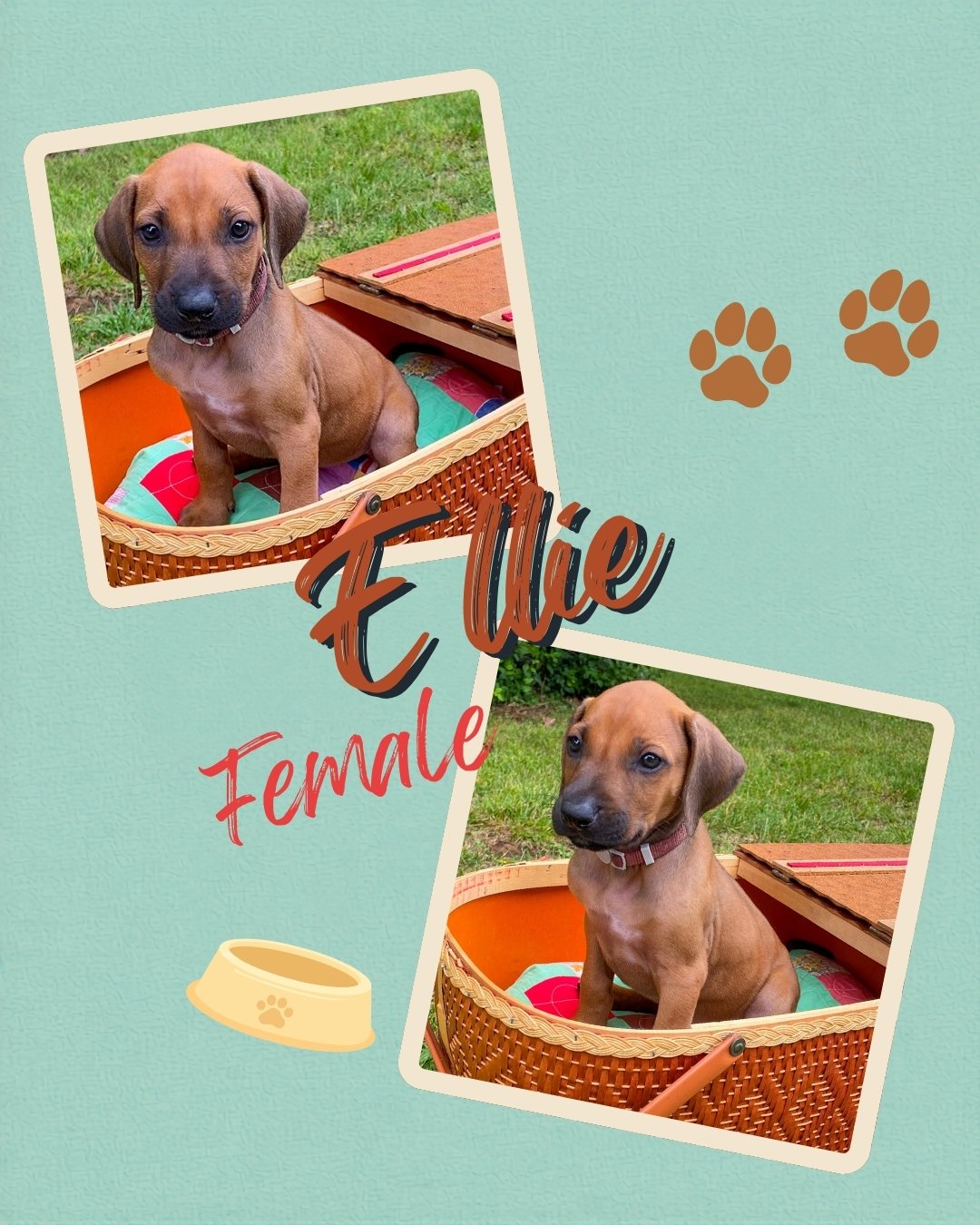 Ellie.jpg