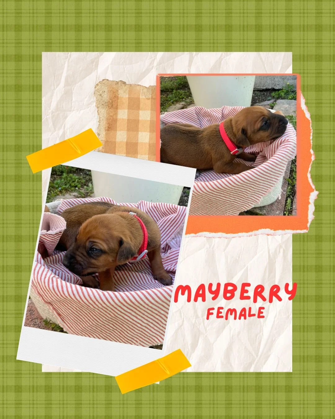 Mayberry - Female