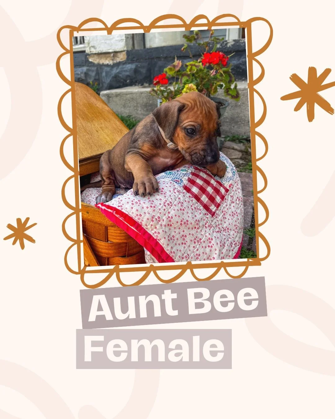 Aunt Bee.jpg