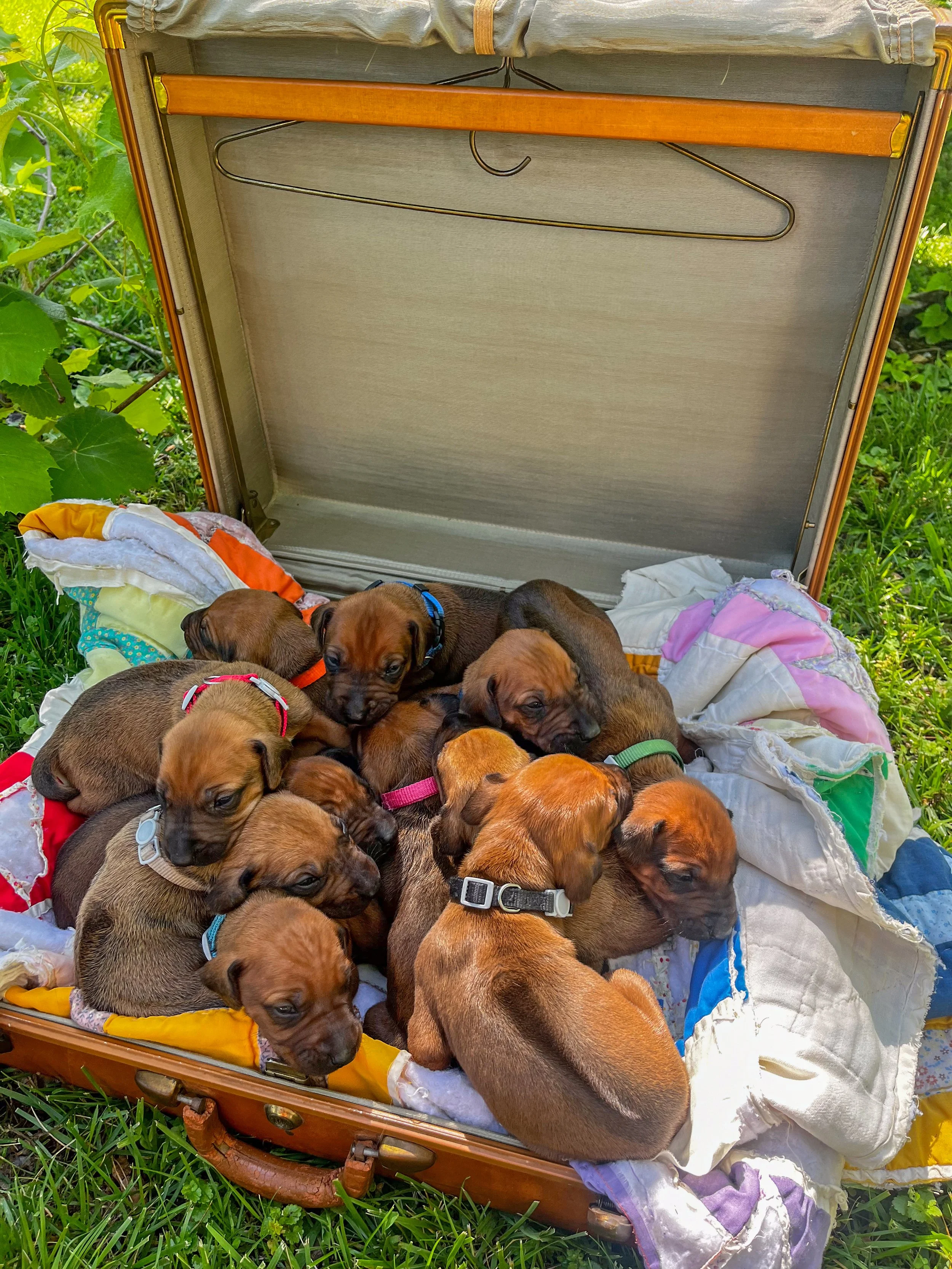 Puppy Pile!