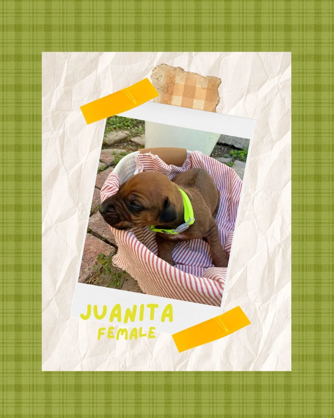 Juanita - Female