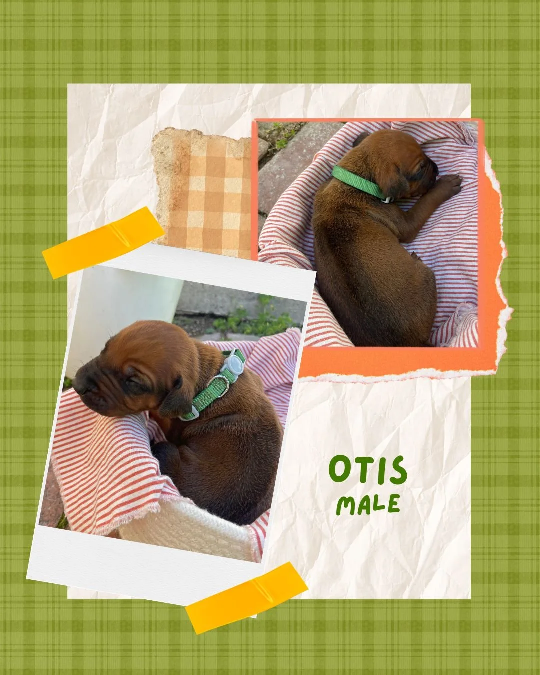 Otis - Male