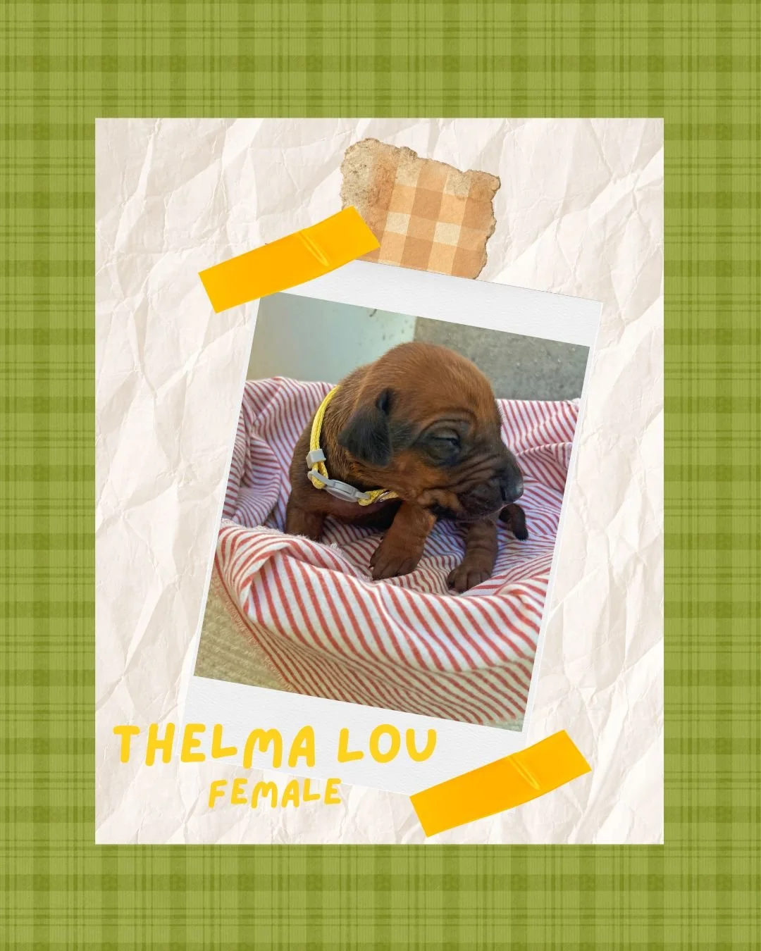 Thelma Lou - Female