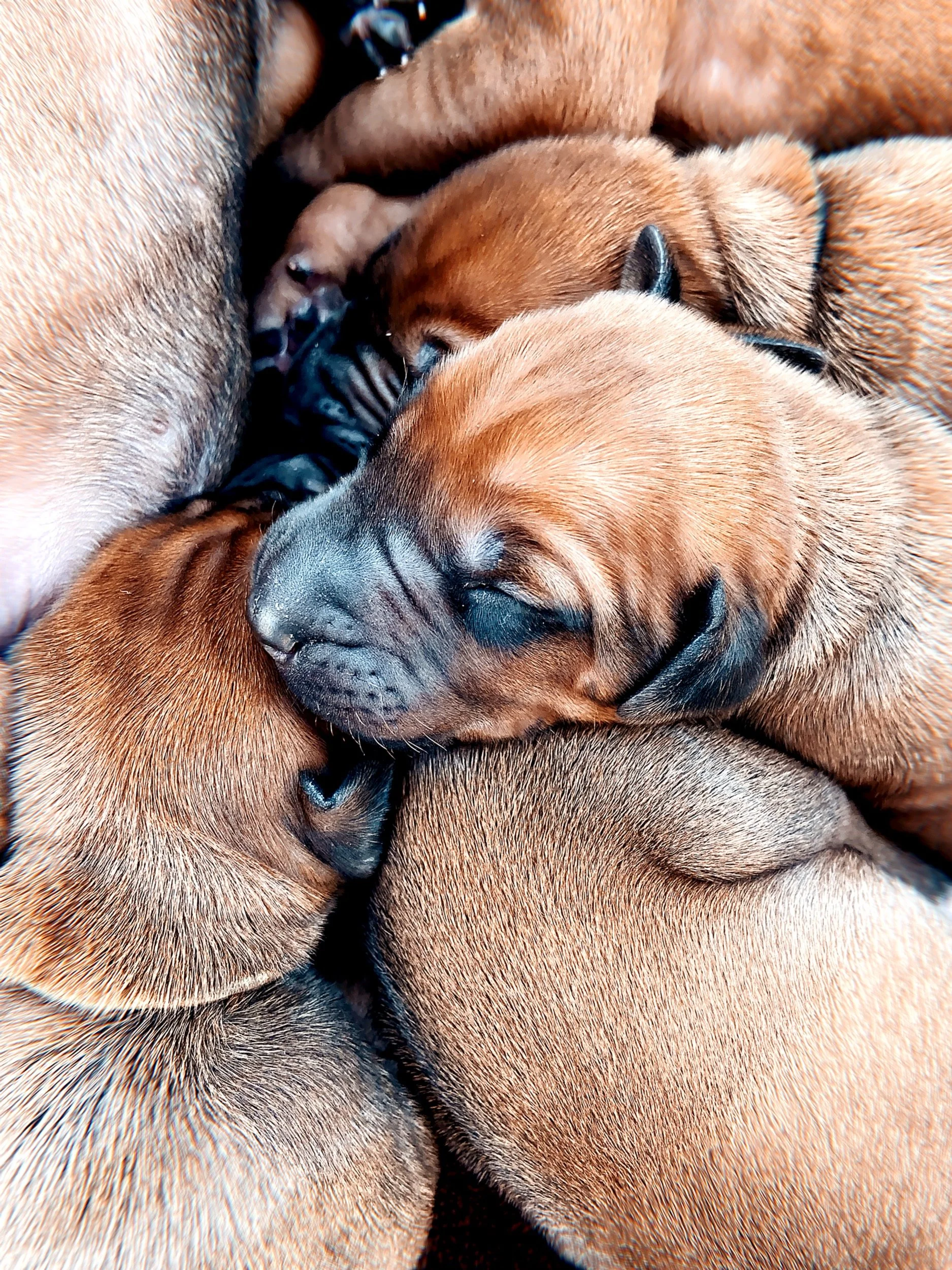 Love those puppy wrinkles!