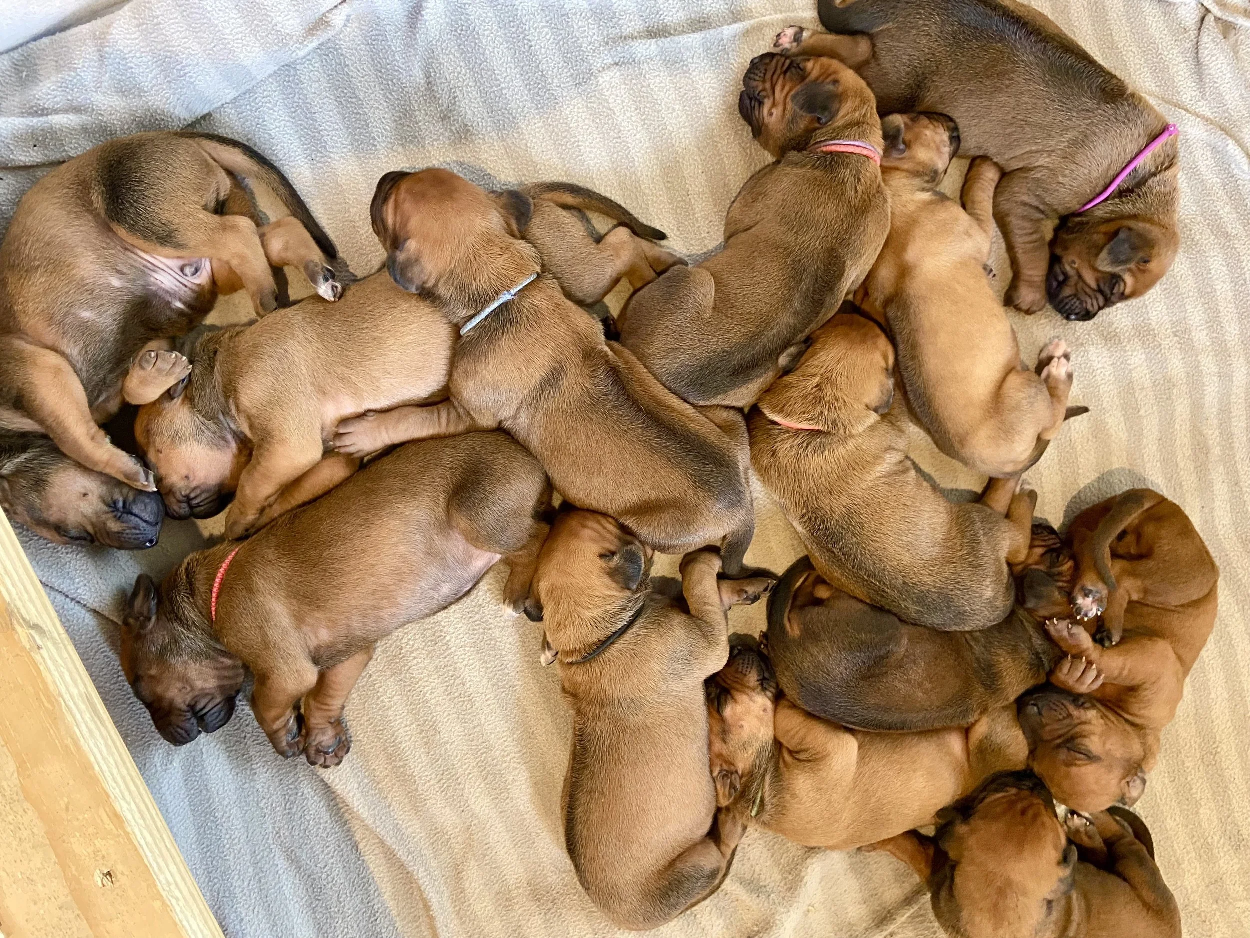 A sleepy, chunky puppy pile