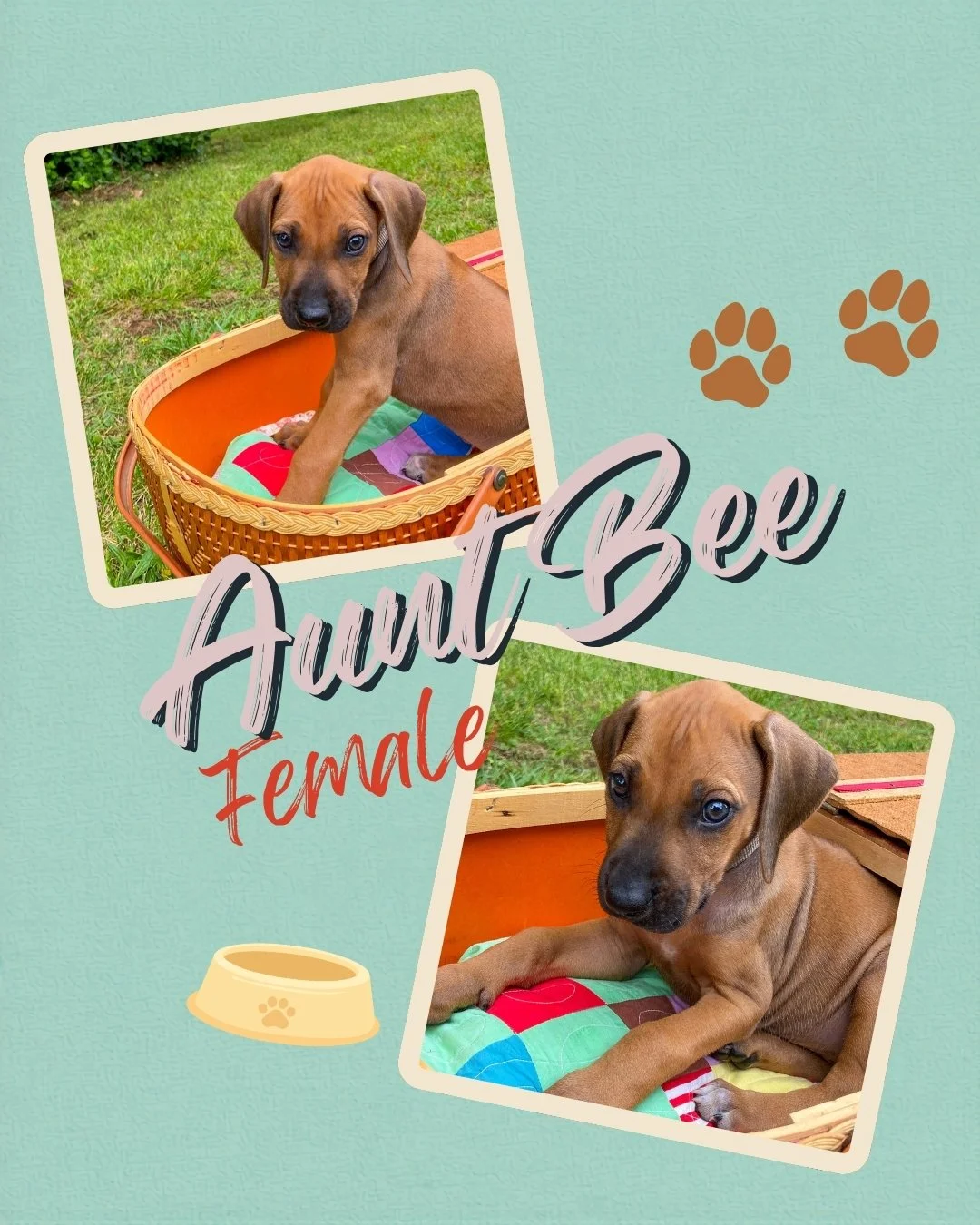 Aunt Bee 2.jpg