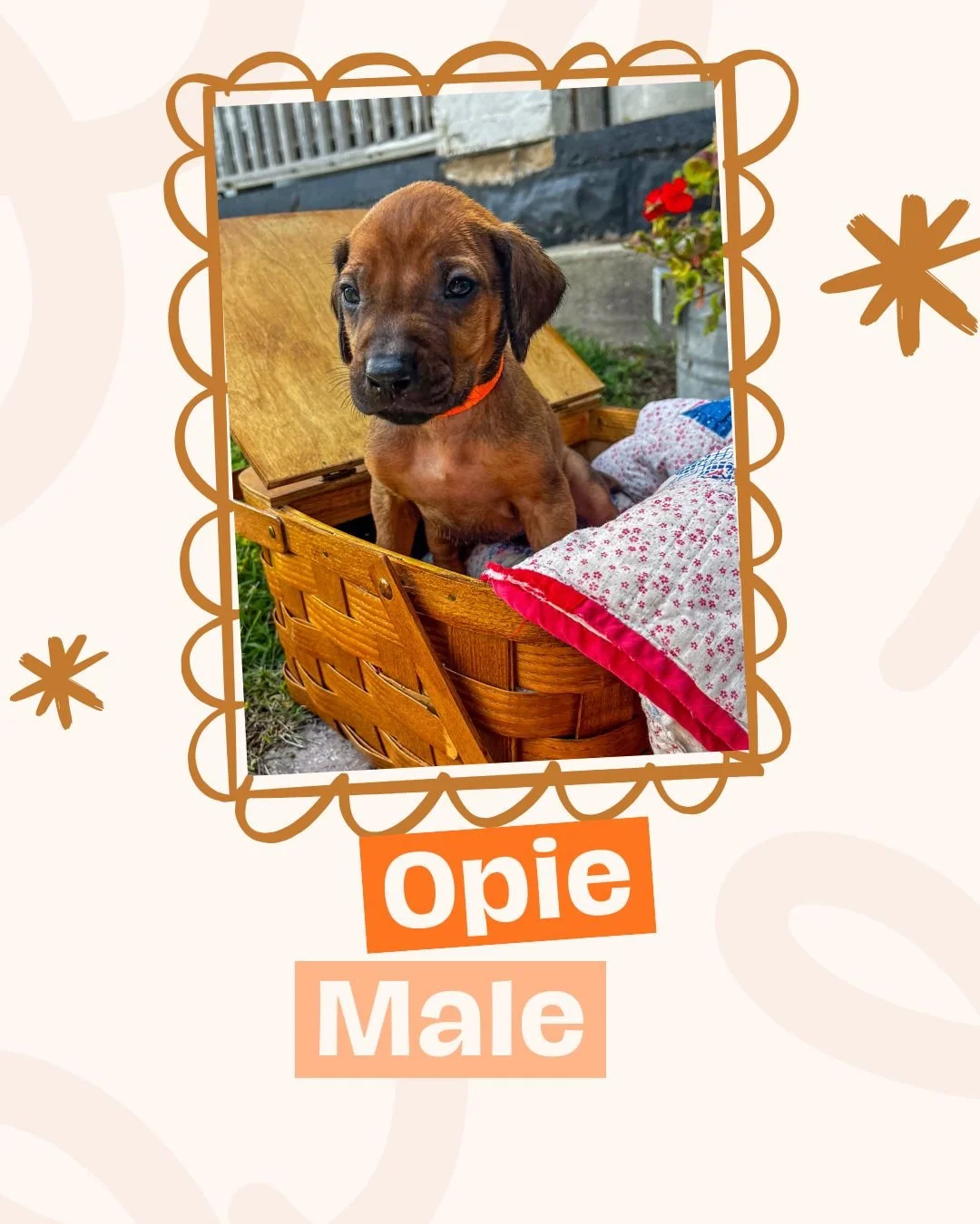Opie.jpg