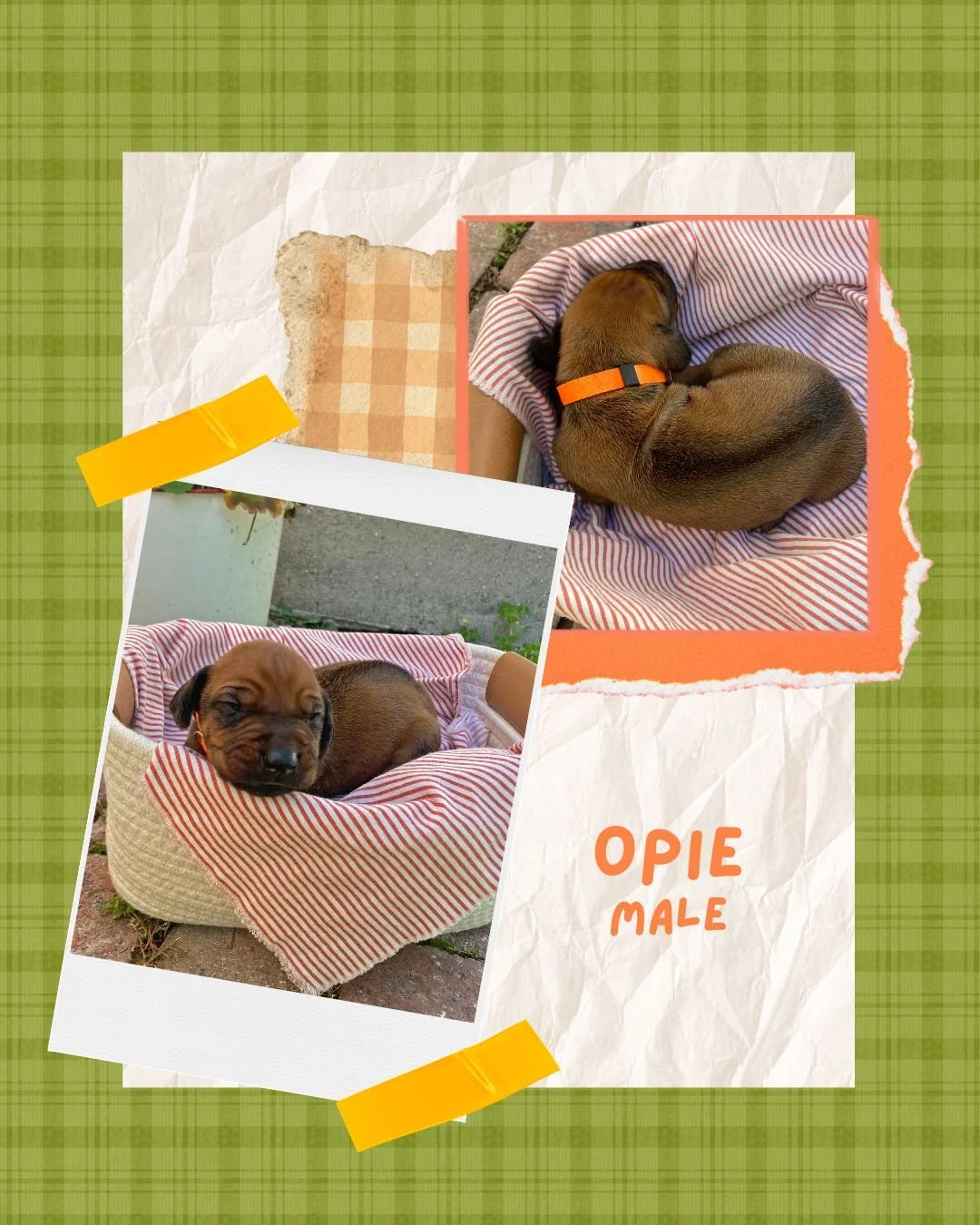 Opie - Male
