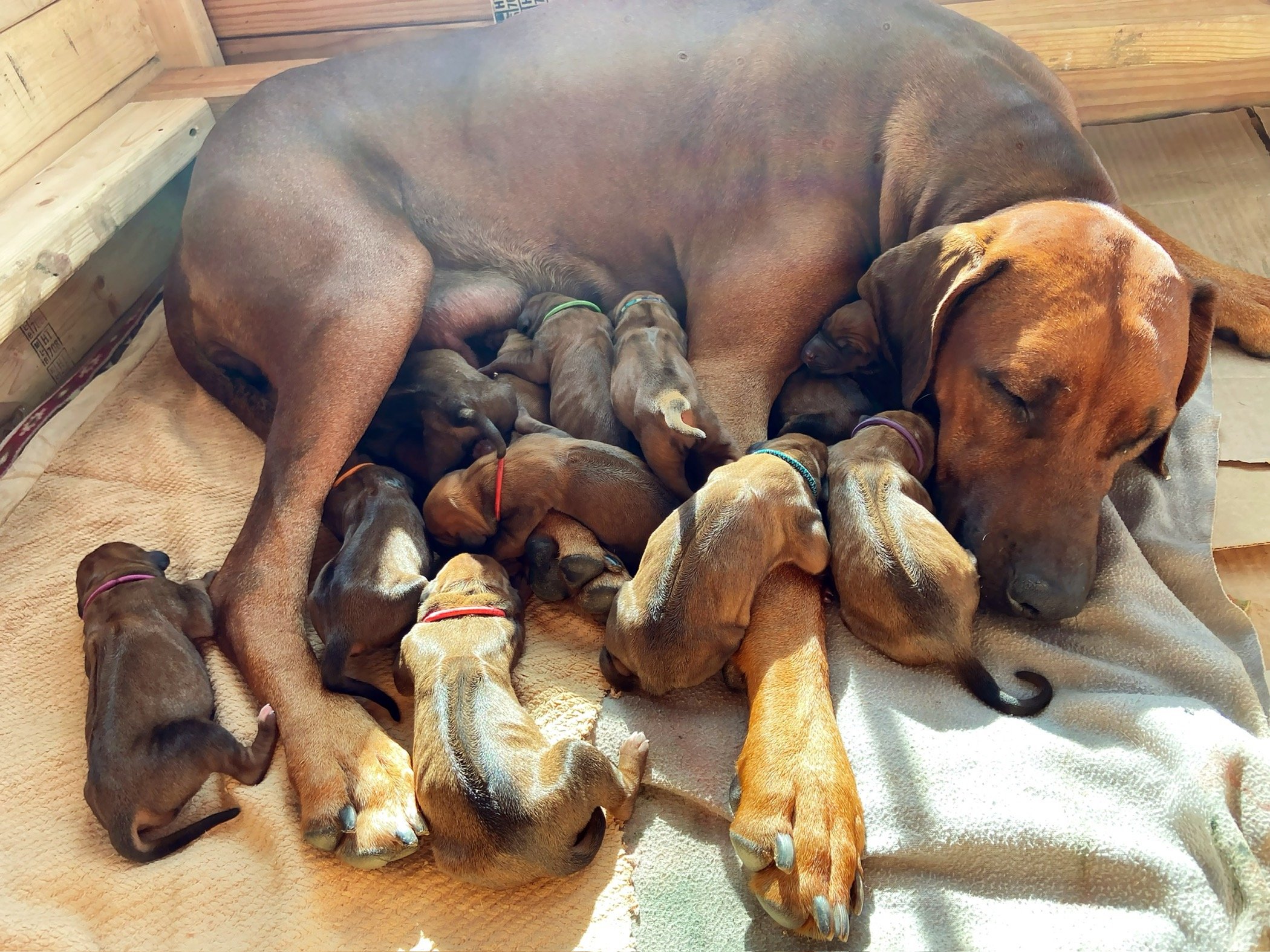 Tired mama Nandi after whelping