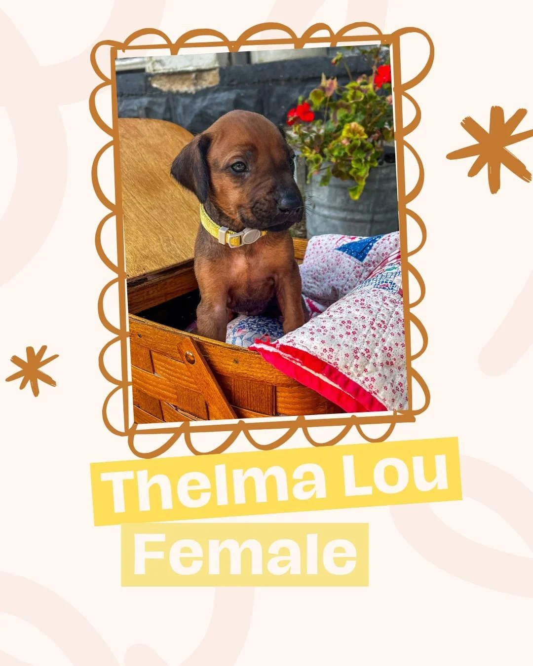 Thelma Lou.jpg