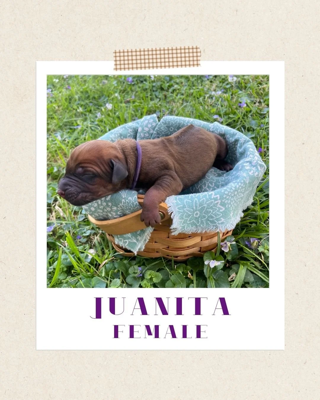 Juanita - Female