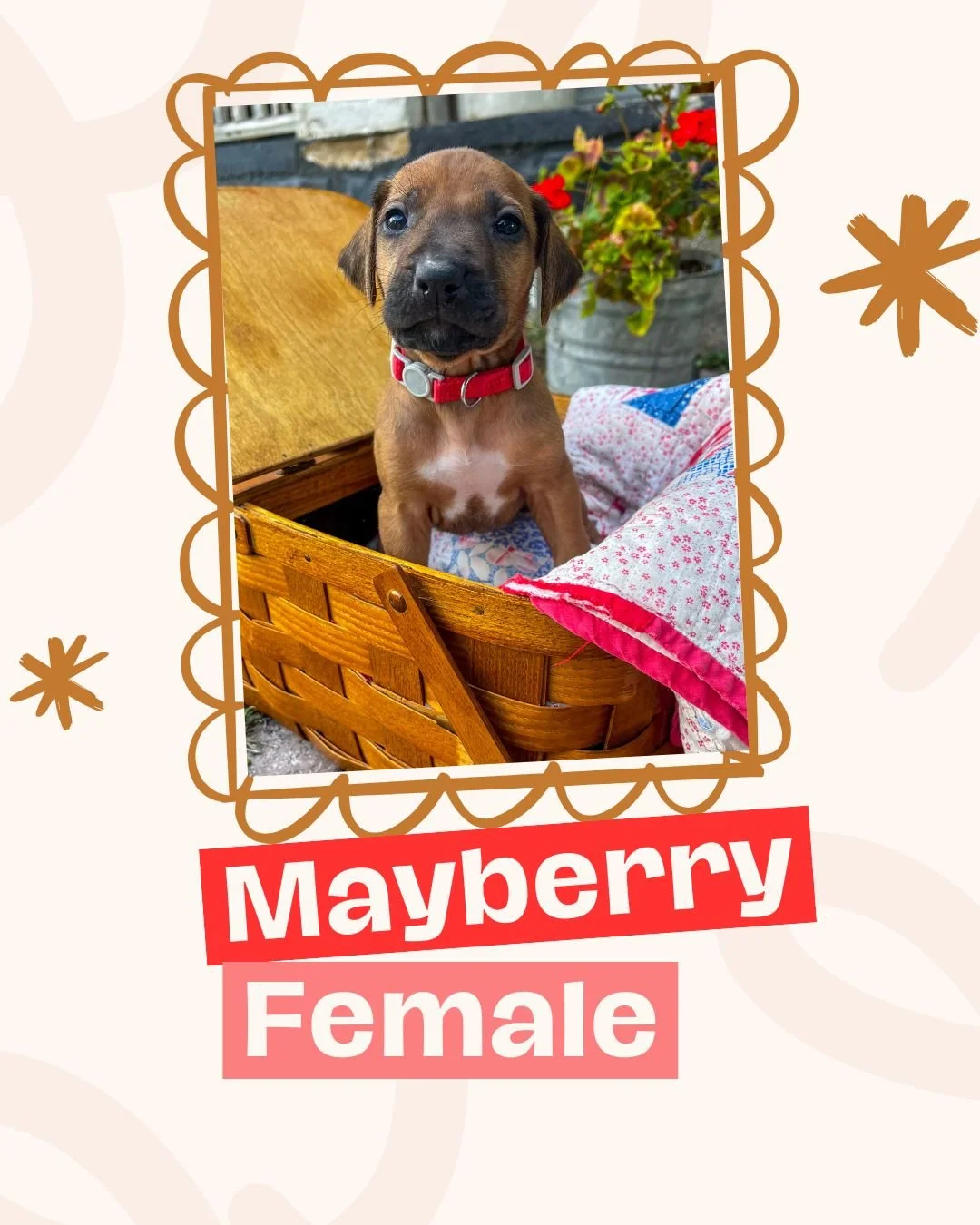 Mayberry.jpg