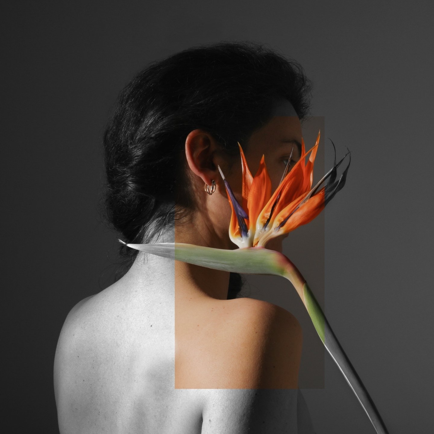 Inspiration  Bird of paradise
○
○
○
○
○

#brandingideas #brandingphoto
#socialmediacontent #visualidentity
#shootingphoto #photographefrance #studiovosges #studiophoto #photographedesvosges #photographevosges
#photographealsacevosges #photographealsa