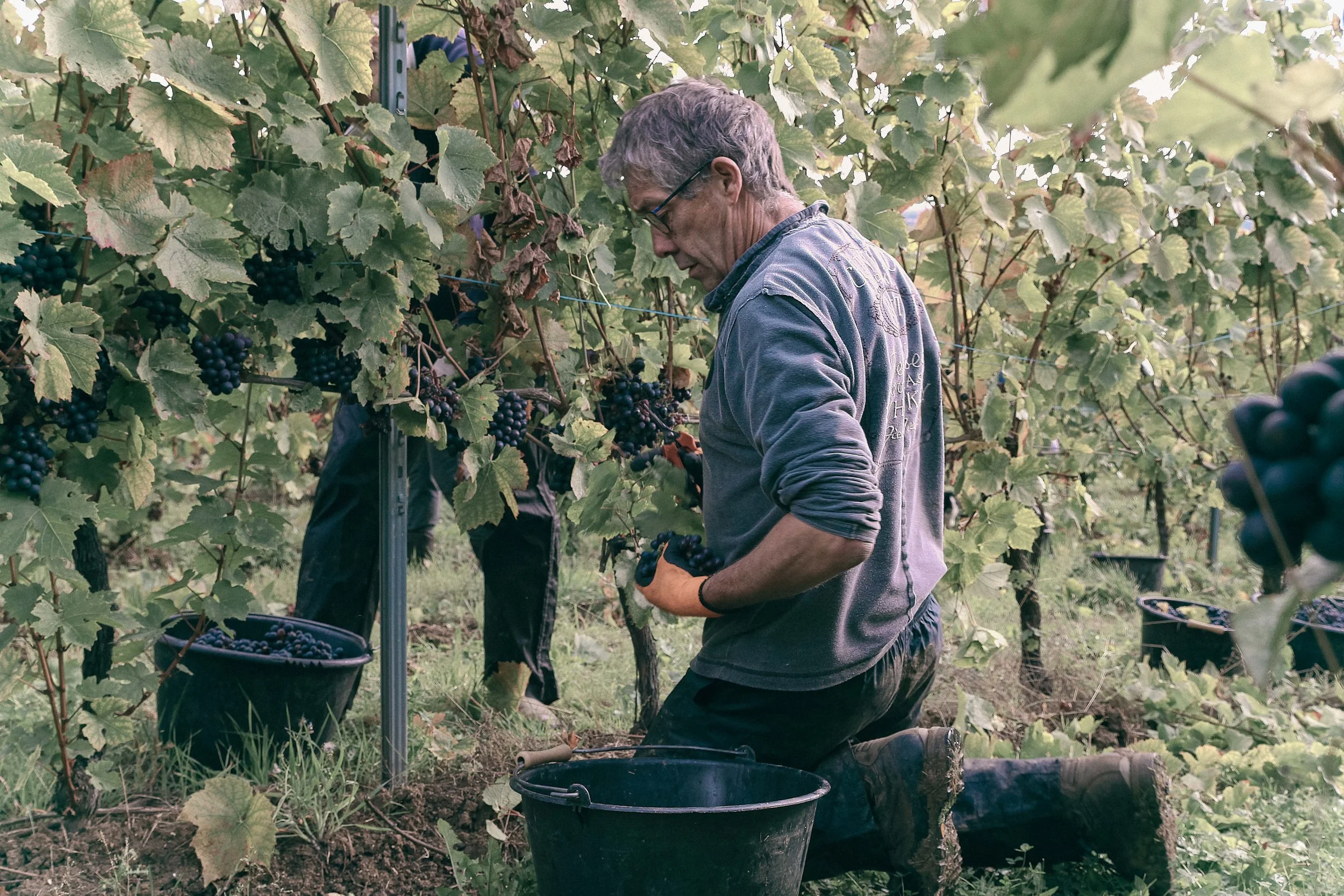 Vendange au domaine Montgrignon en Meuse
