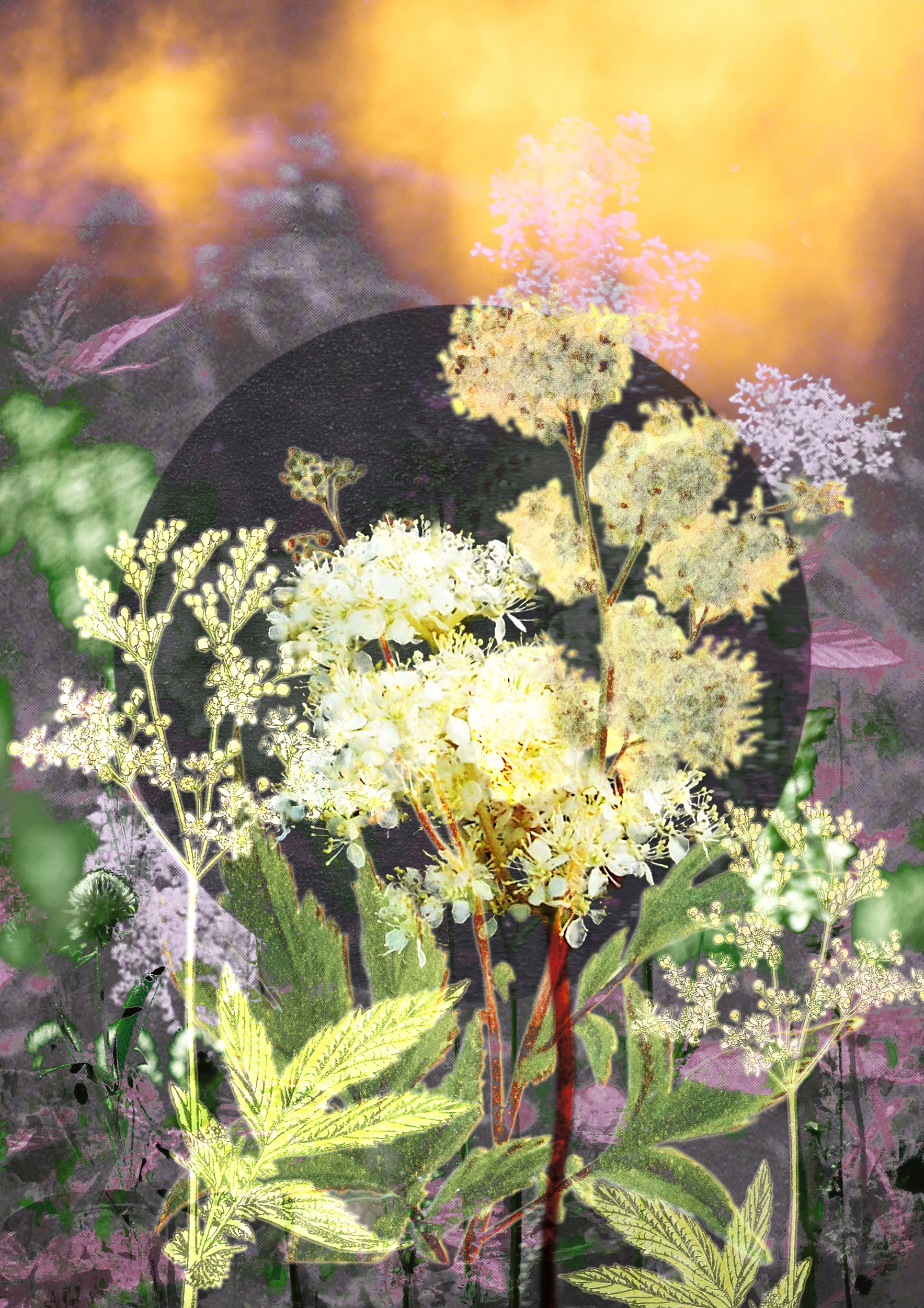 Meadowsweet - 
The Meadow and the Hawthorn Tree. 