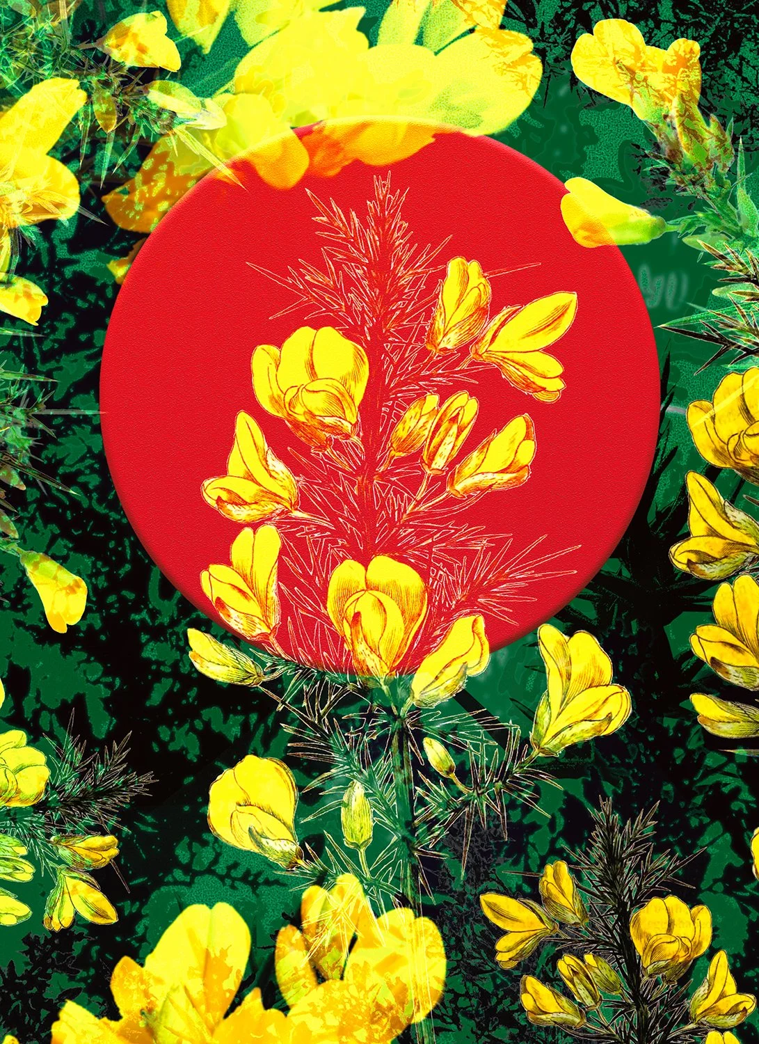 Gorse - 
The Meadow and the Hawthorn Tree. 