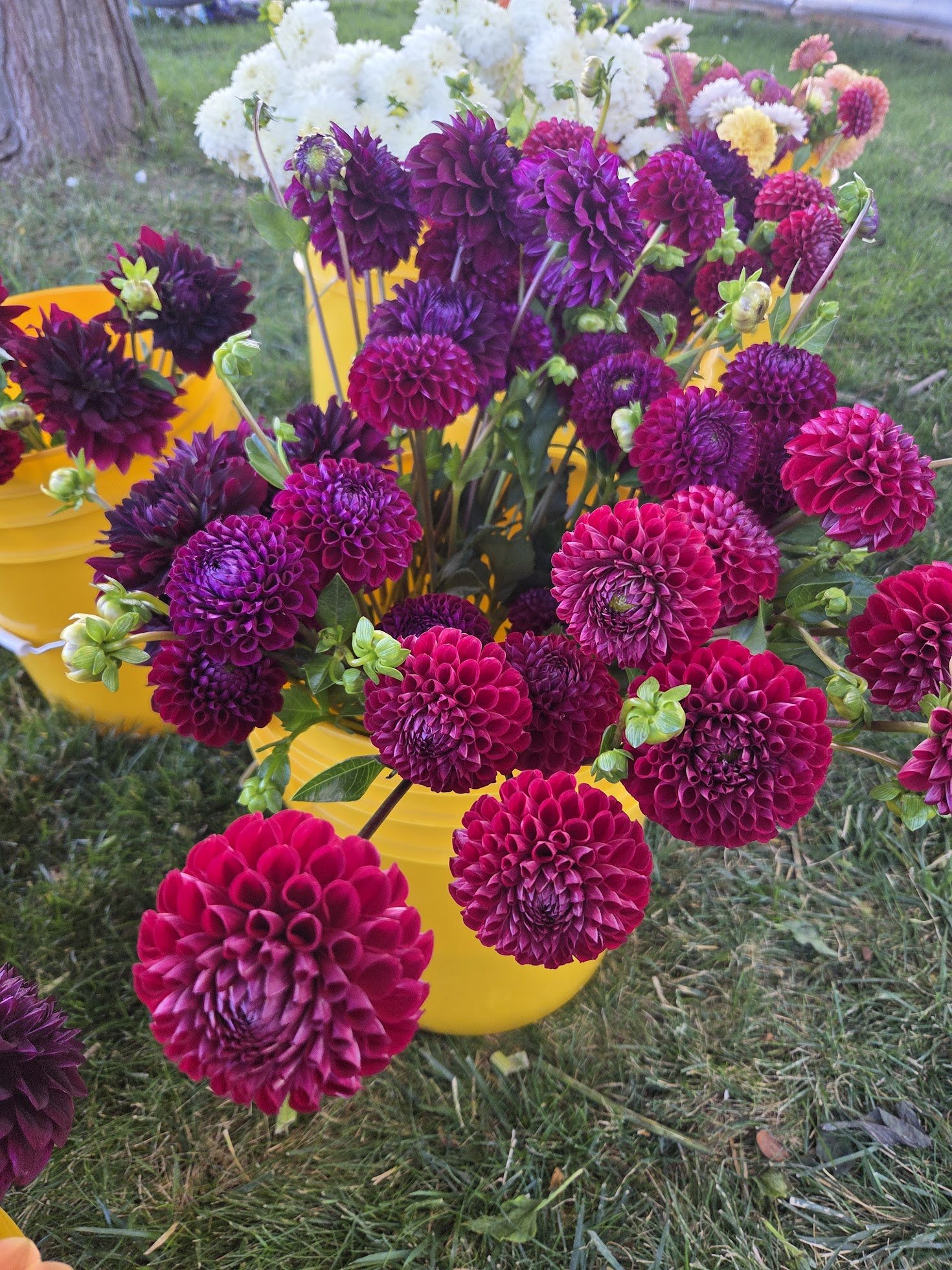 dahlias.jpg