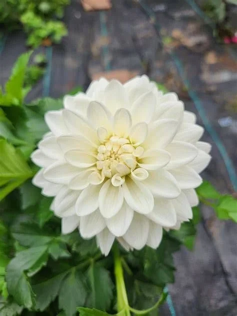 "Blizzard" Dahlia Tuber