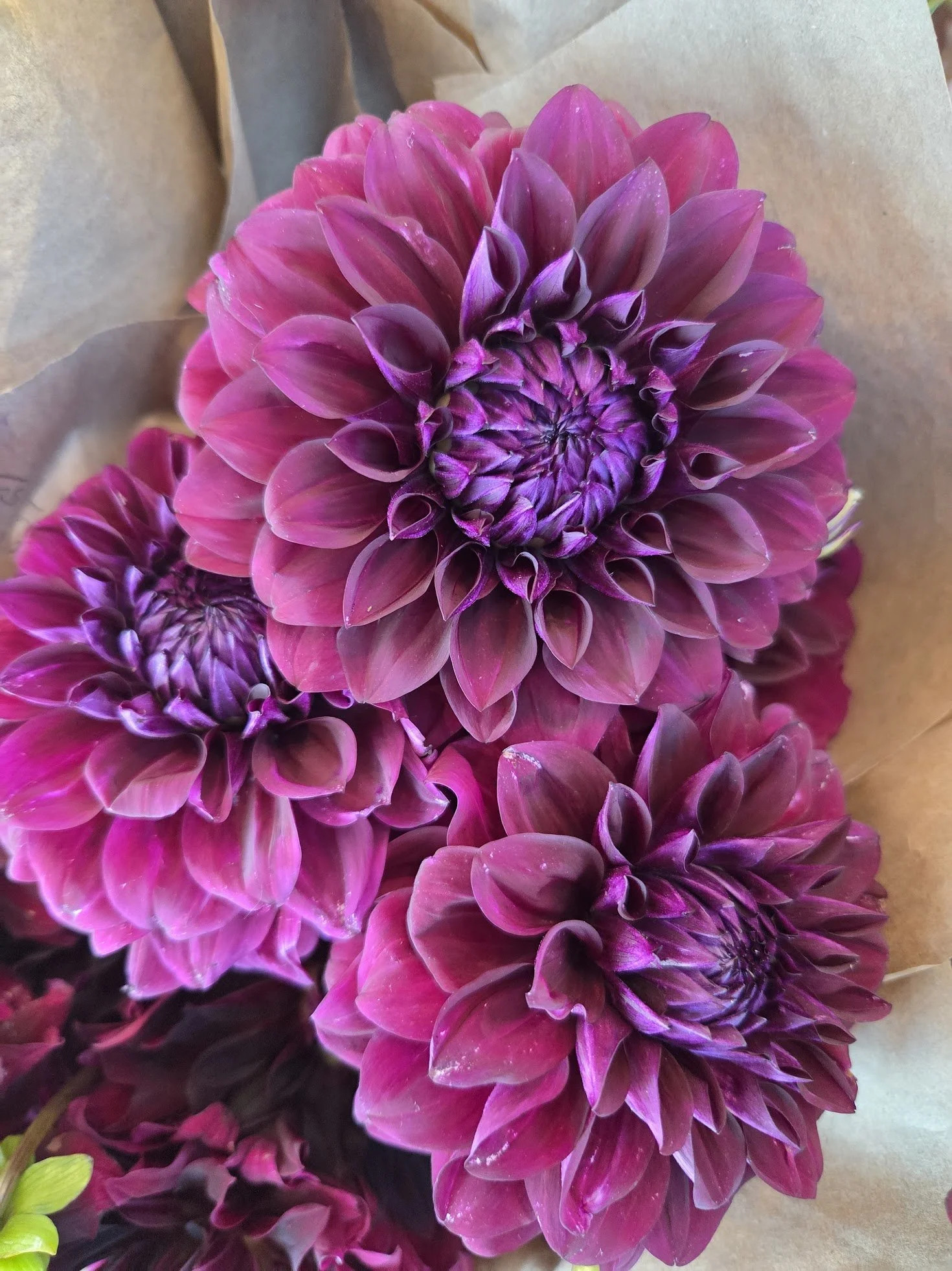 "Lynn Slight" Dahlia Tuber