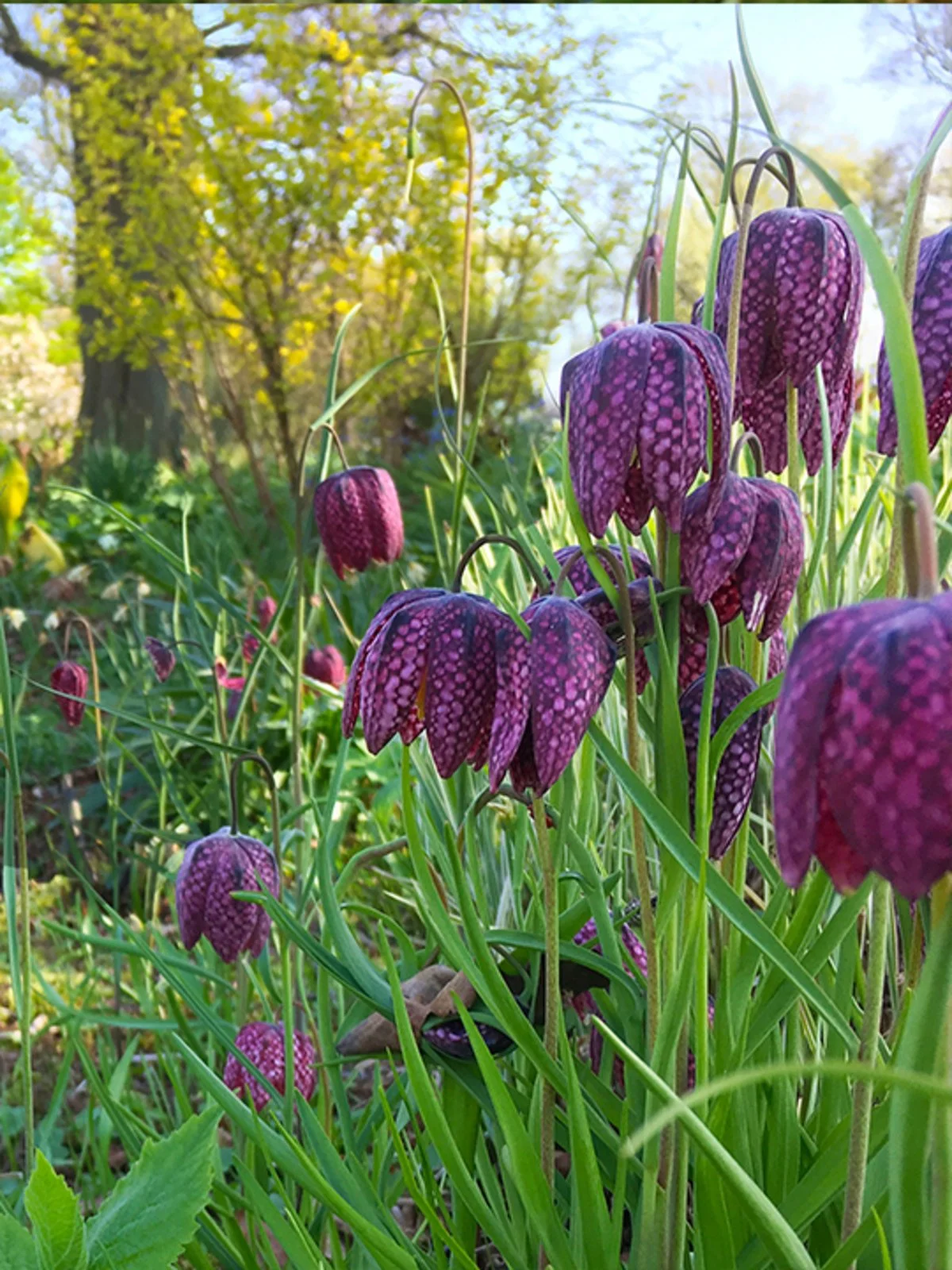 Fritillaria Meleagris, 20 Bulbs