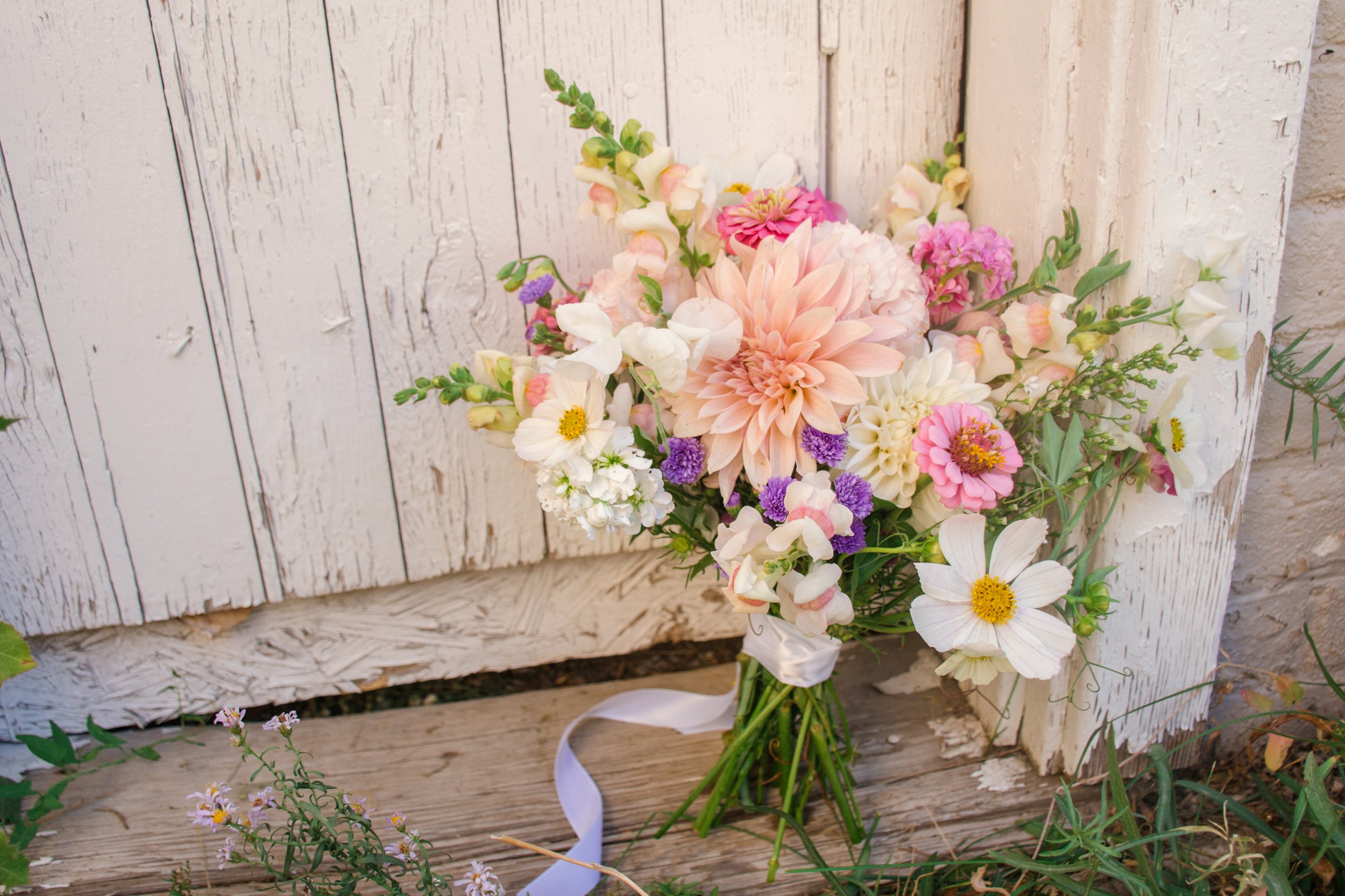 "Faux Cafe" Dahlia Tuber