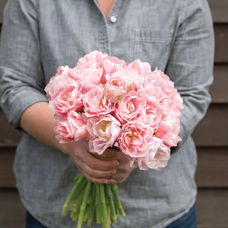 "Dreamer" Double Peony Flowering Tulip, 10 Bulbs