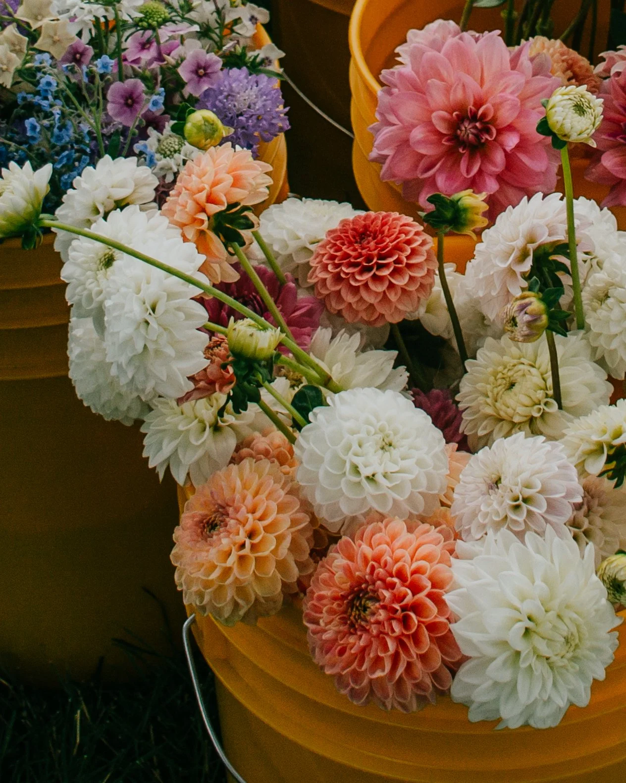 MYSTERY DAHLIA TUBER GRAB BAG, INCLUDES 5 TUBERS