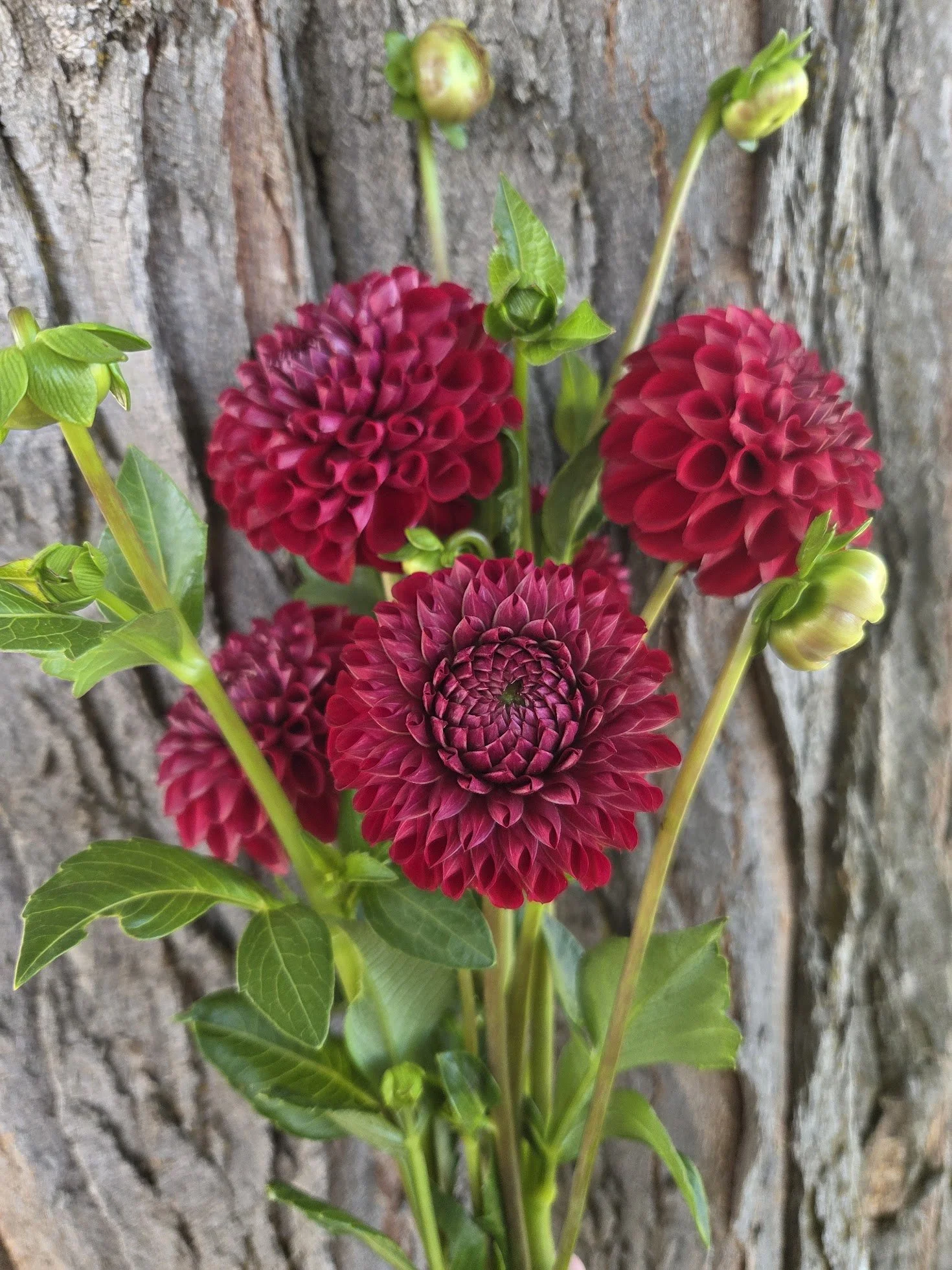"Cornel" Dahlia Tuber