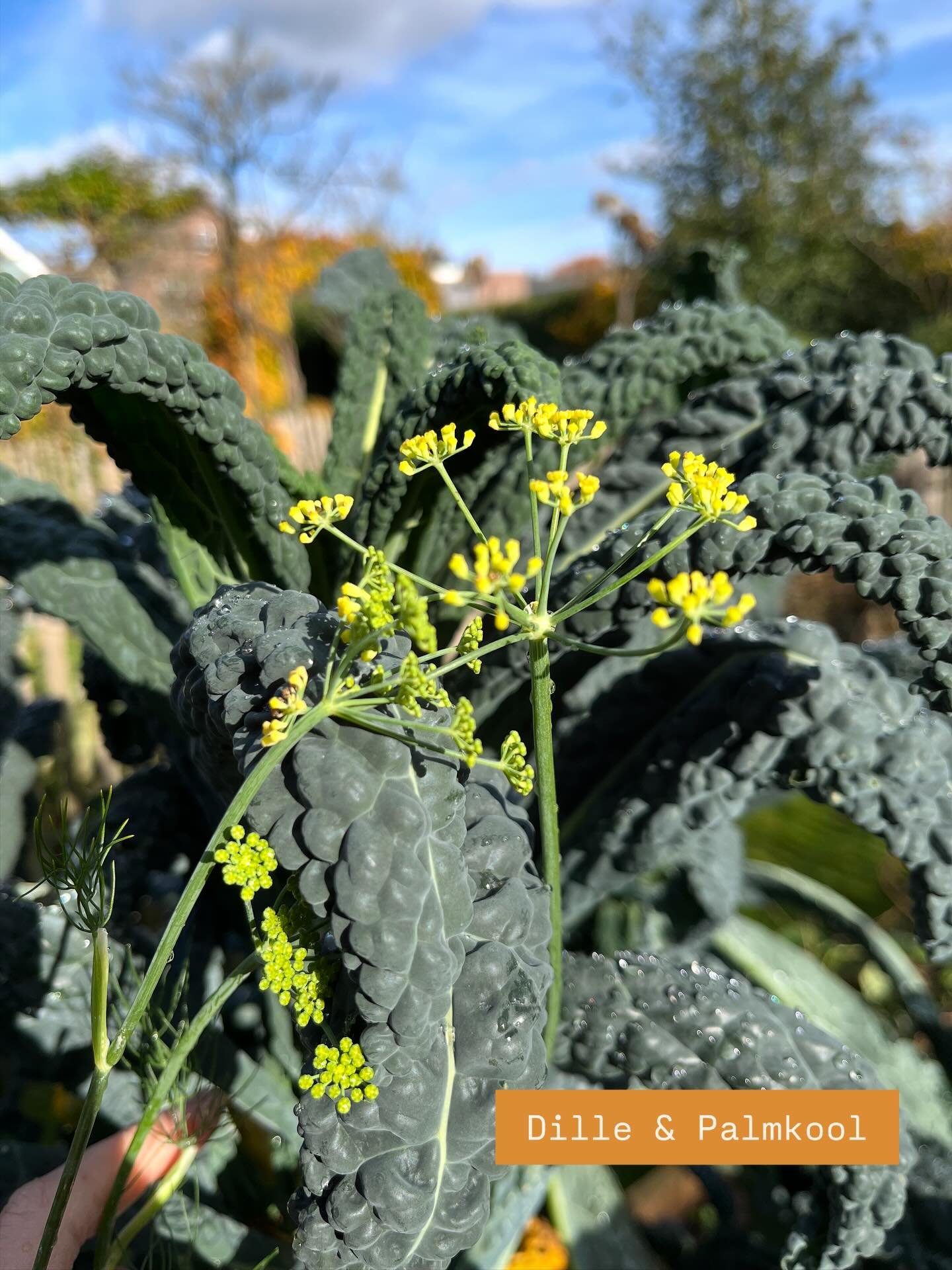 Zondag&hellip; ben de laatste weken een beetje onthand door de verbouwing van mijn atelier&hellip;dat krijg je als je n gevoelige maker bent. ( is ook m&rsquo;n kracht hoor!) 
Mis m&rsquo;n plek om te onderzoeken, werken en cre&euml;ren. Gelukkig ove