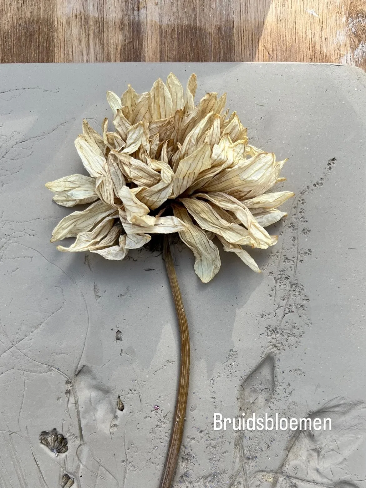 Afgelopen weekend werden deze werken gemaakt van bruidsbloemen , opgehaald door het enthousiaste pasgetrouwde stel!
Mooie opdracht voor het maken van een paar hangers, een tegel, een vaas en een schaal, ingewassen met bruin glazuur. Allemaal met afdr