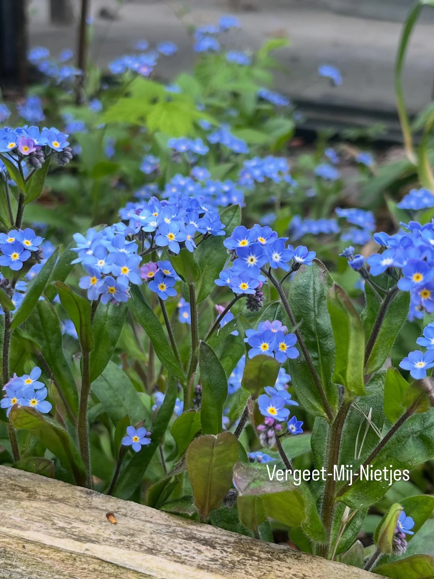 Elke dag plopt er weer iets nieuws uit de grond, wat een feest in de tuin.
Vergeet-Mij-Nietjes stralen je tegemoet,varens krullen open, en de boshyacintjes zijn weer lievelingsblauw.
Met inspiratie in overvloed maakt ik dit werk, &ldquo;voorjaar 2026