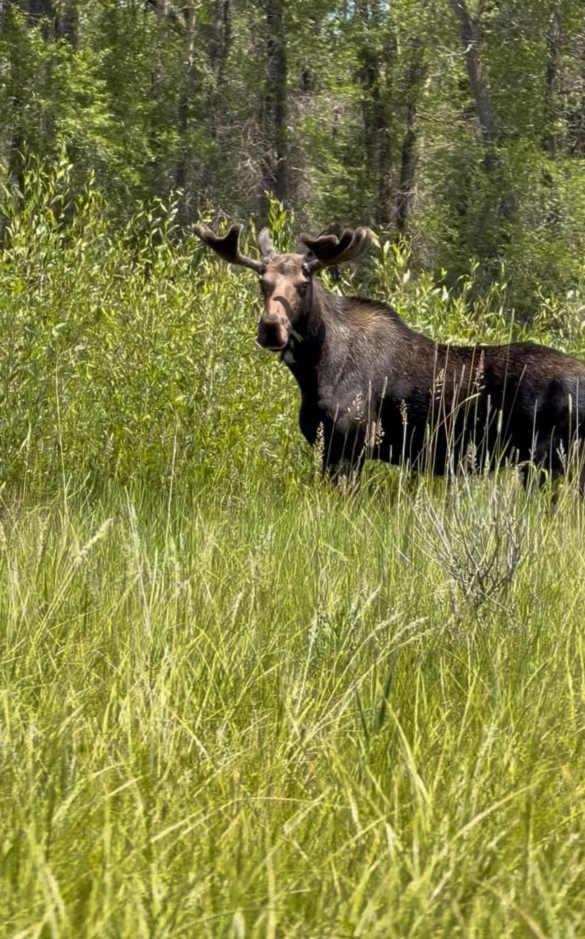 Moose on the Green river Wyoming