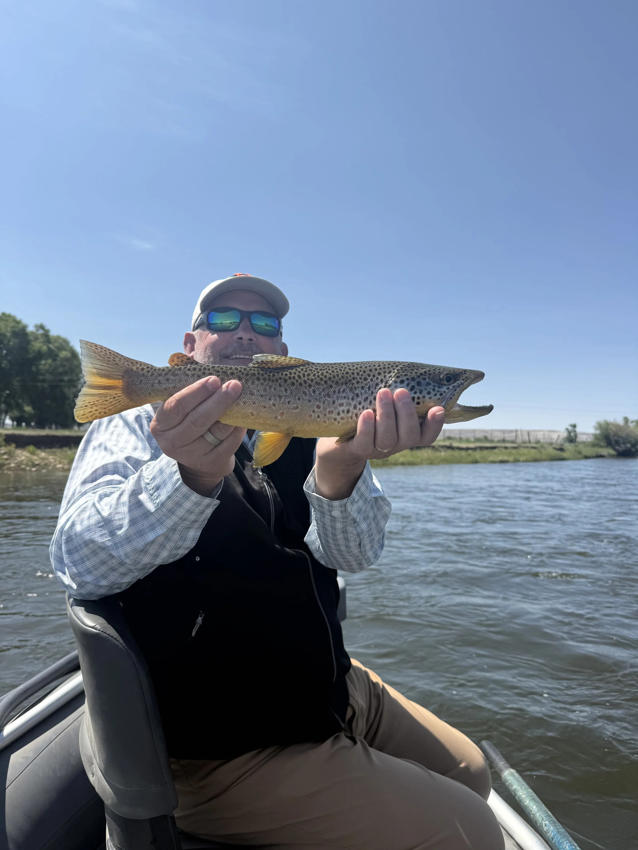 New Fork river Wyoming Brown trout on dry fly