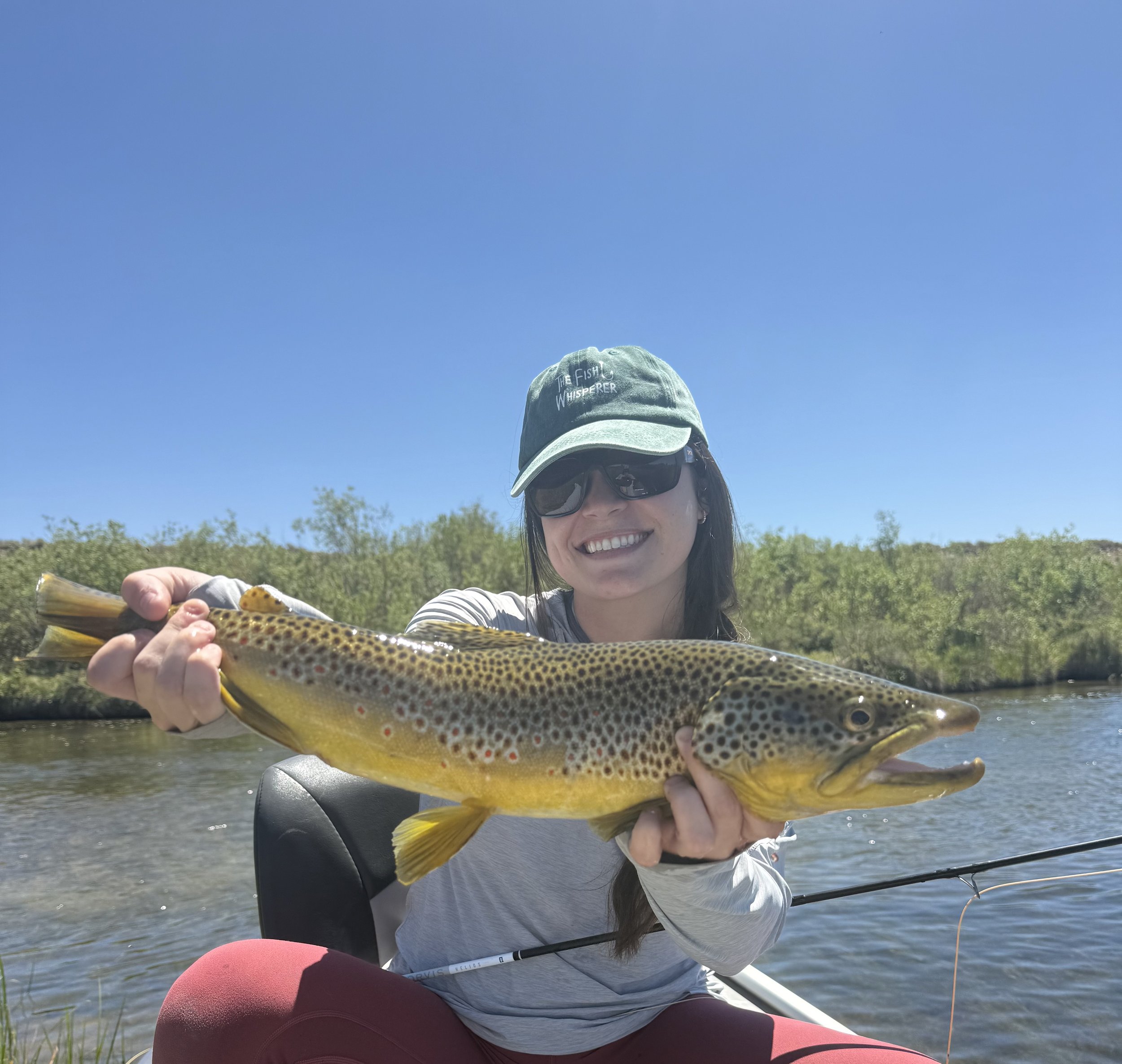 Dry fly fishing trophy Brown trout on the Green river in Wyoming