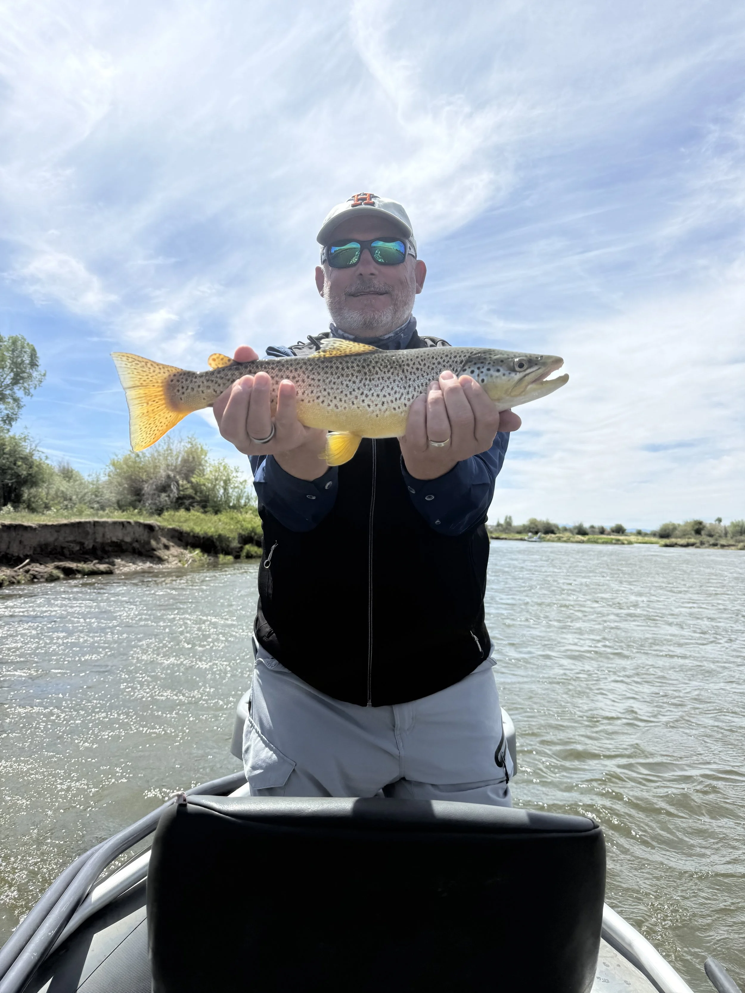 Dry fly Brown trout on the Green river Wyoming