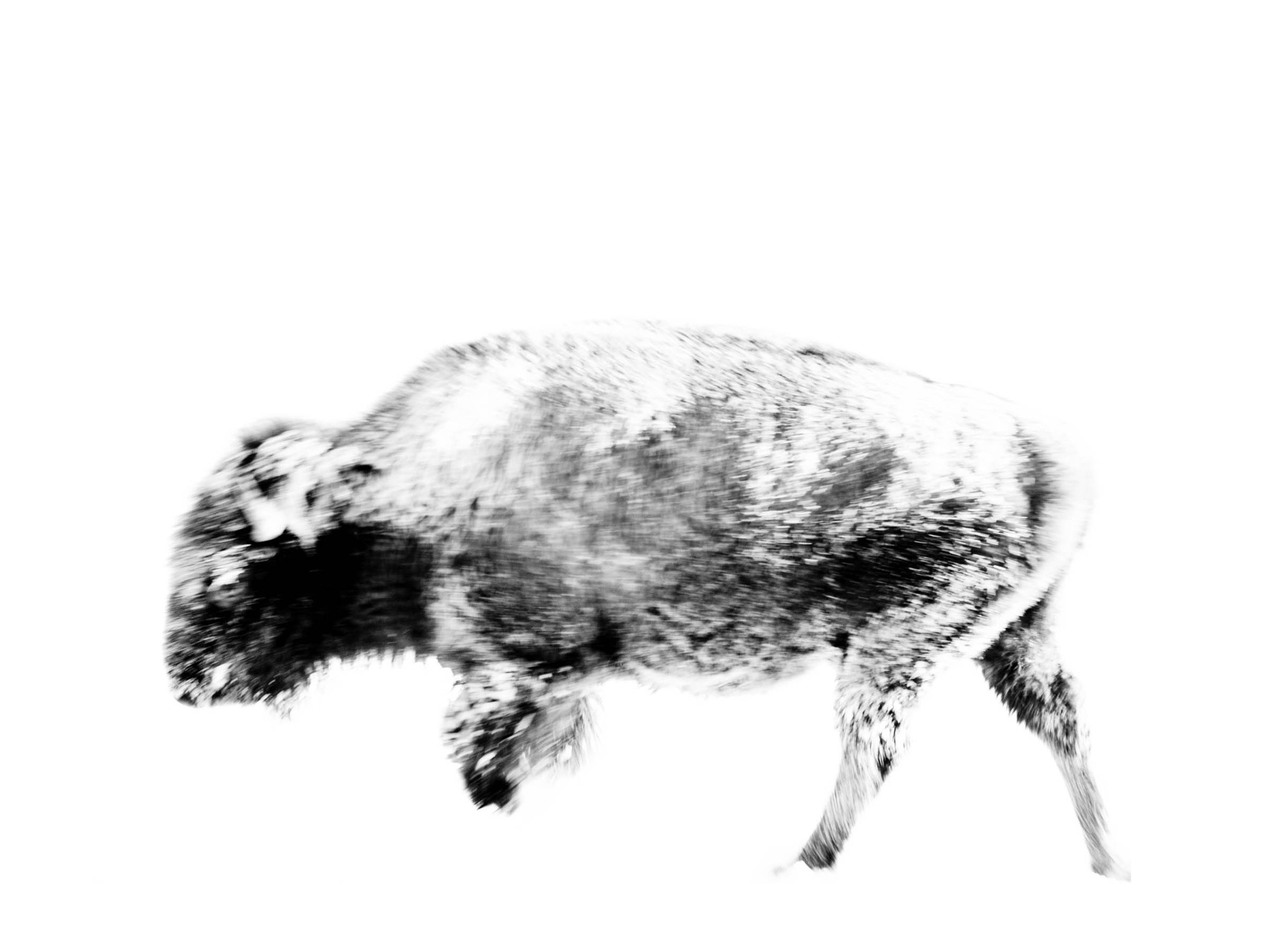 The-Calf.jpg