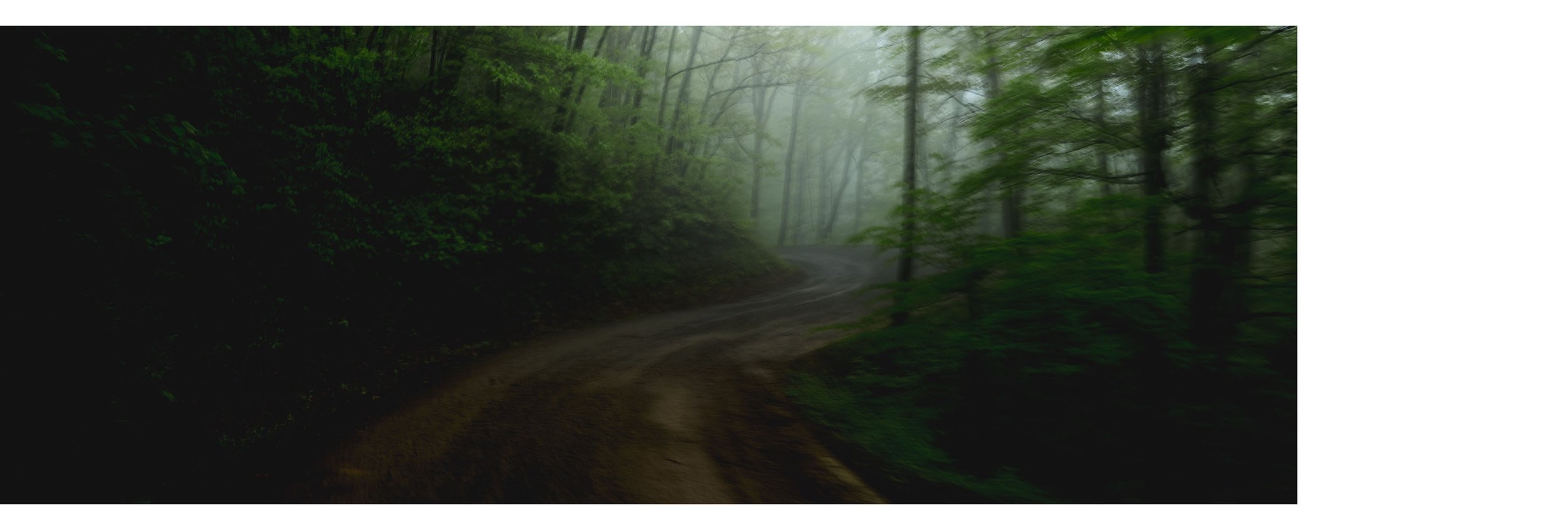 A foggy forest trail surrounded by lush green trees.