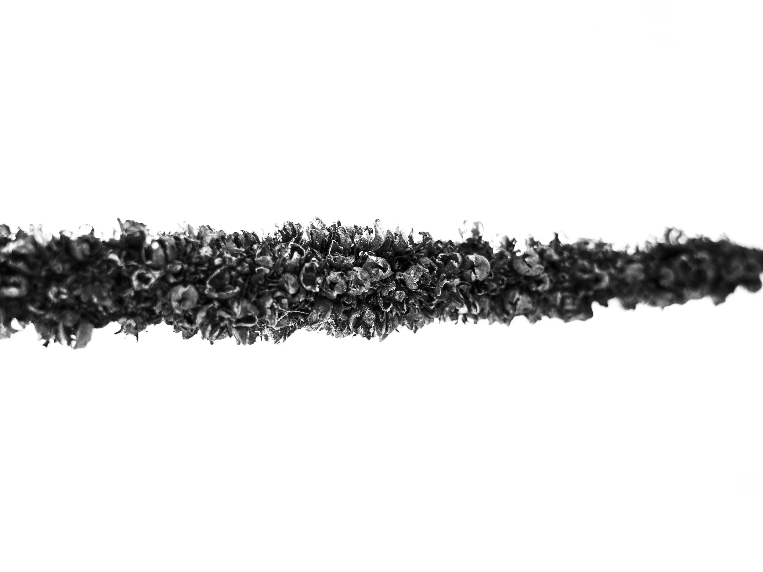 Close-up black and white photo of a textured, elongated object resembling a plant stem or stick with irregular surface, set against a stark white background.