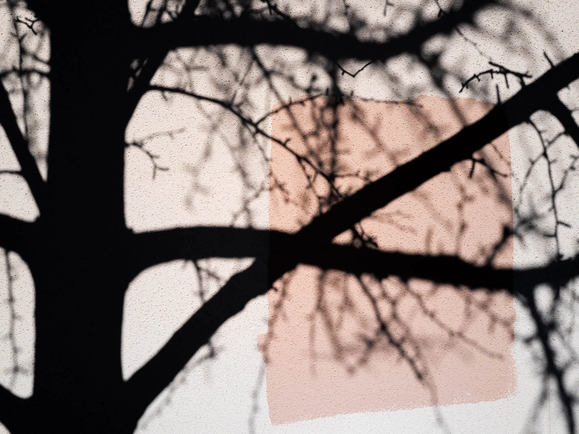 Tree branches cast a shadow on a wall with two pink and gray rectangular paint patches.