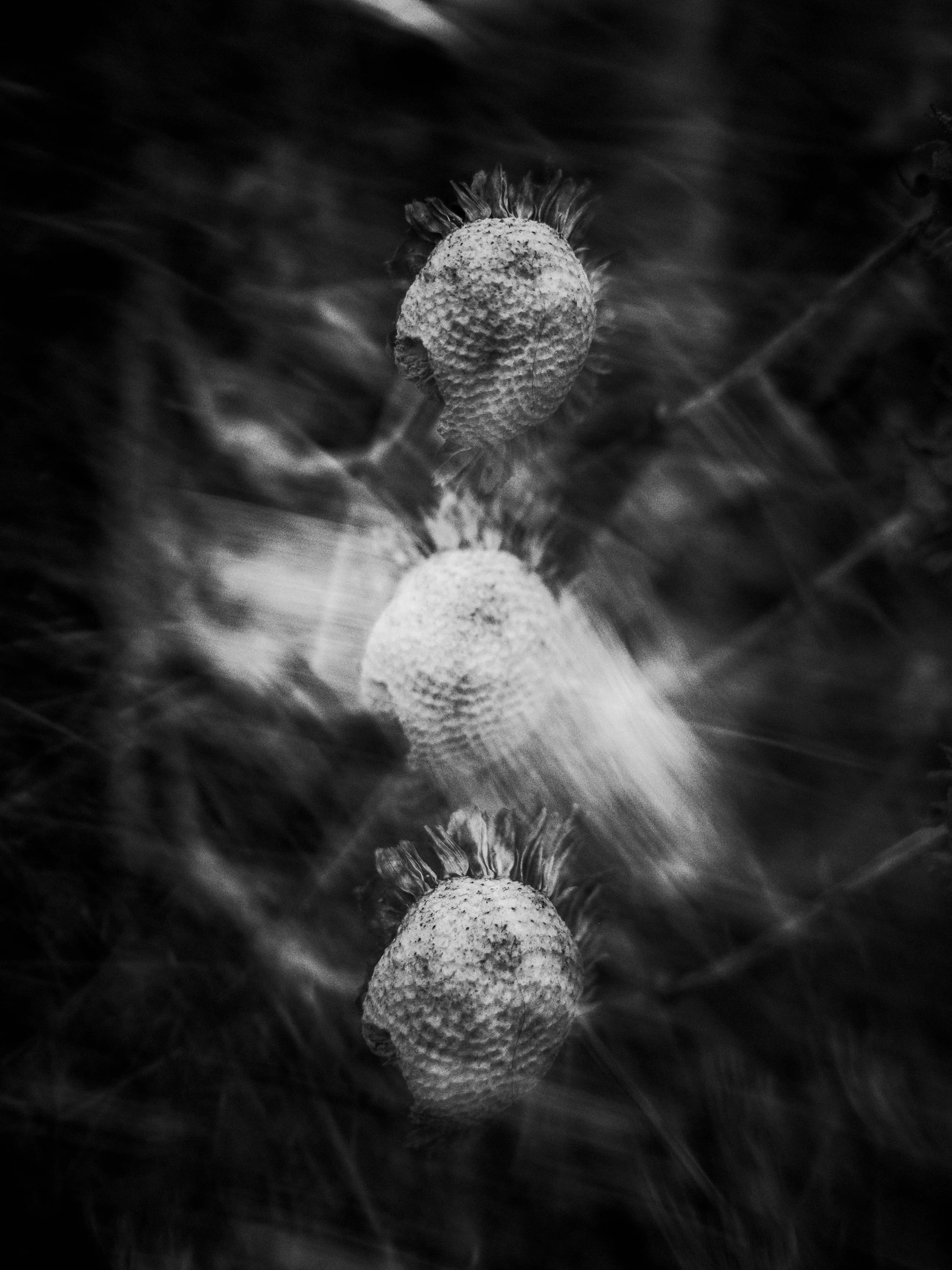 Black and white close-up of three strawberries with some foliage in the background, reflected on a shiny surface.