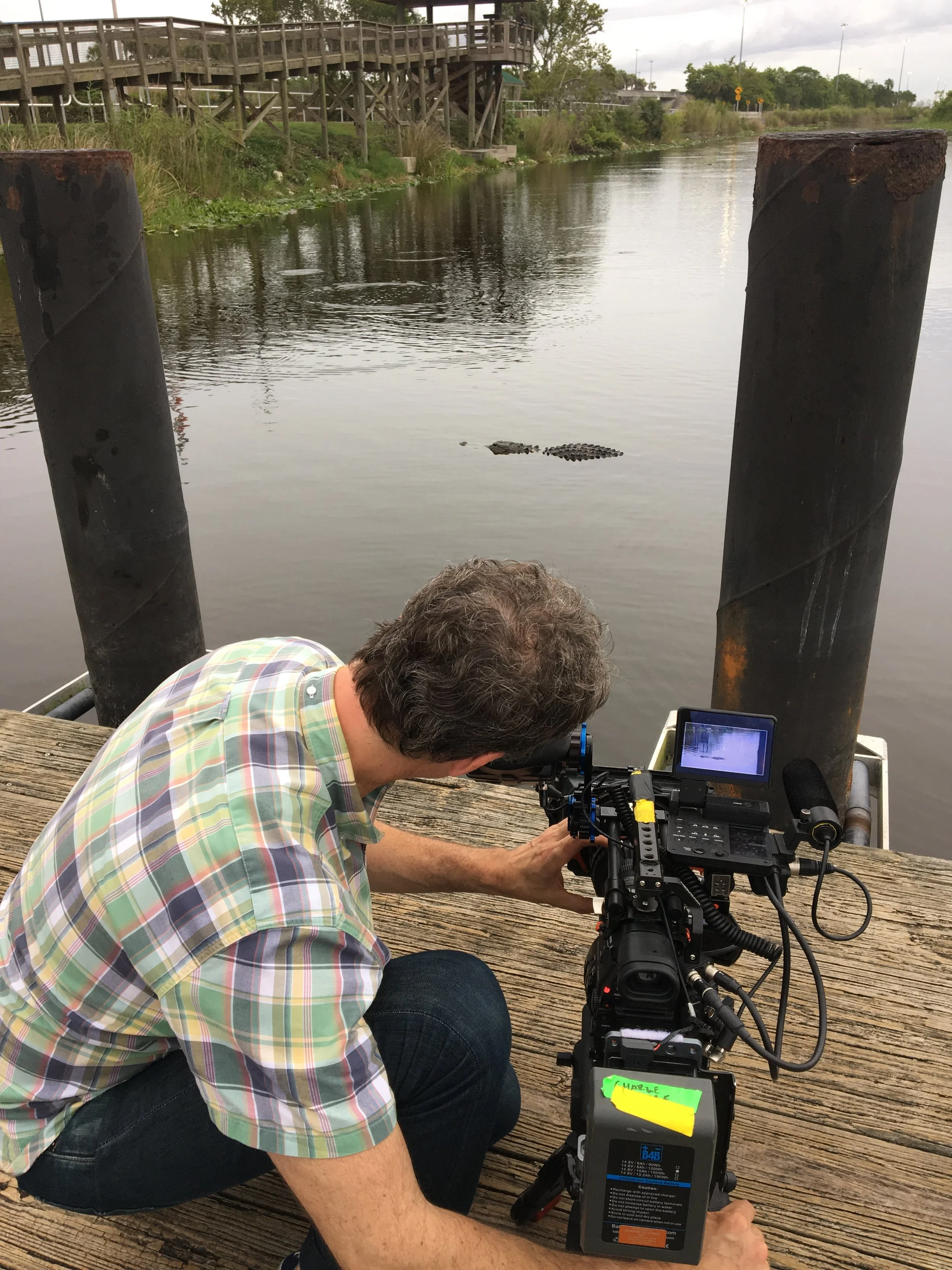 Gator.JPG
