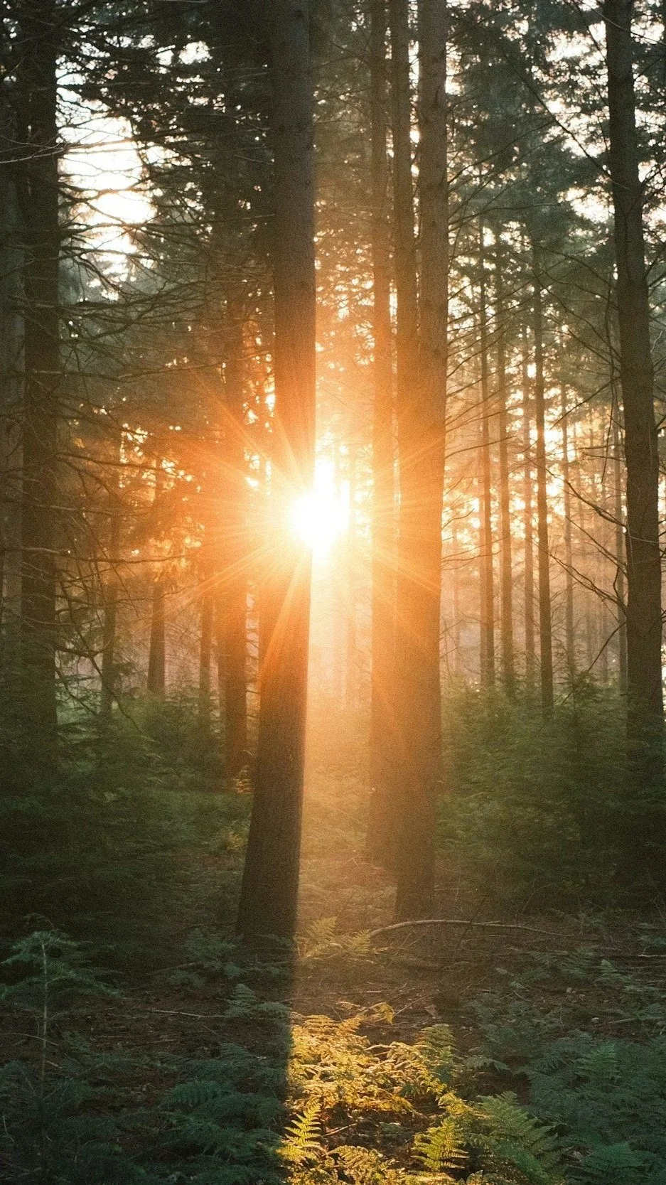 Sunlight shining through tall trees in a dense forest, illuminating the forest floor with ferns and undergrowth.