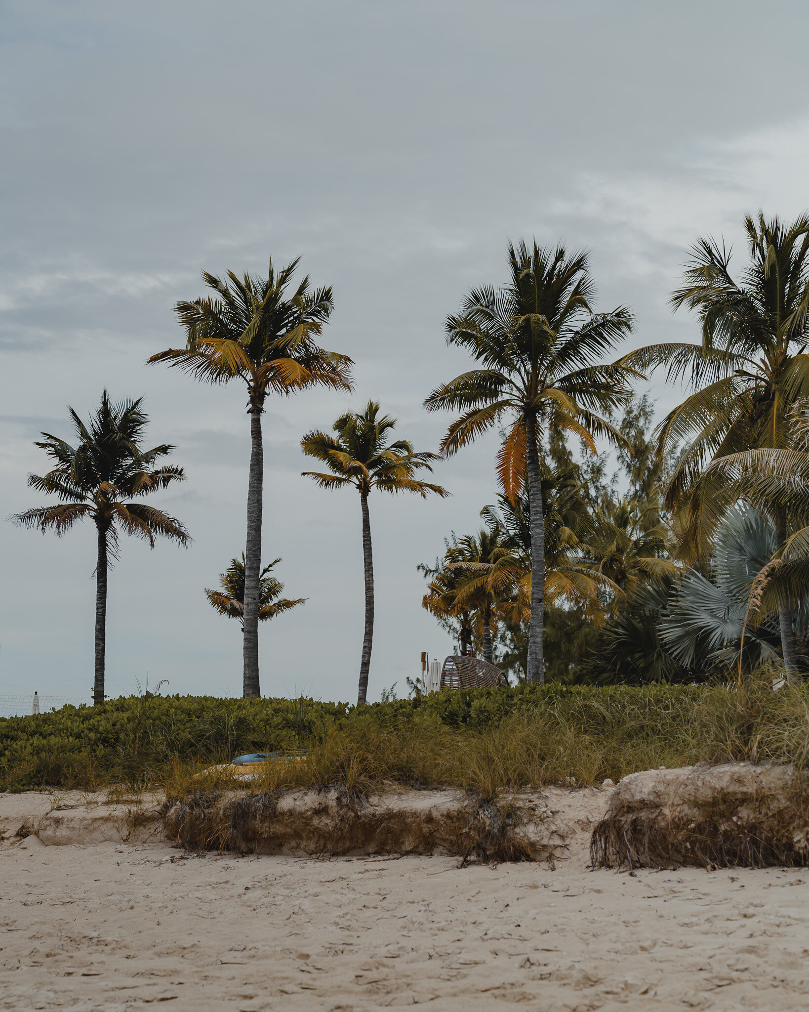 Some palm trees on the beach while taking a walk on the beach. Patiently waiting for the springtime so it's nice out. This ice mix is awful. 

Grace Bay Beach | Turks and Caicos | December 2023

 #photography #photooftheday #photo #travelphoto #trave