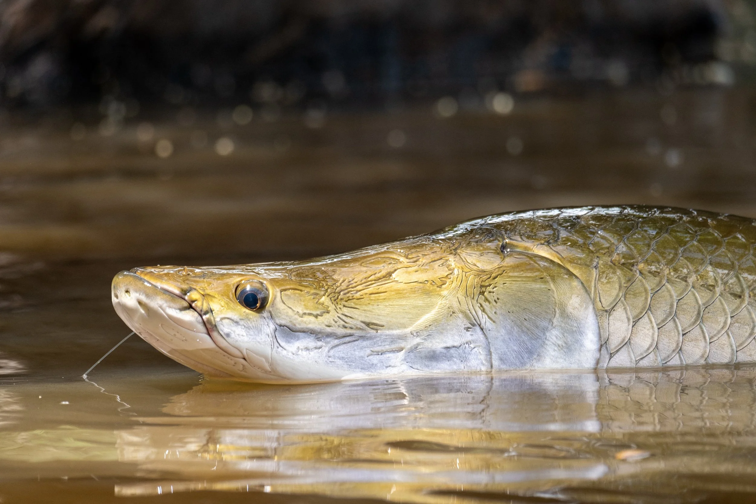 Johann du Preez Rewa 2023-62.jpg