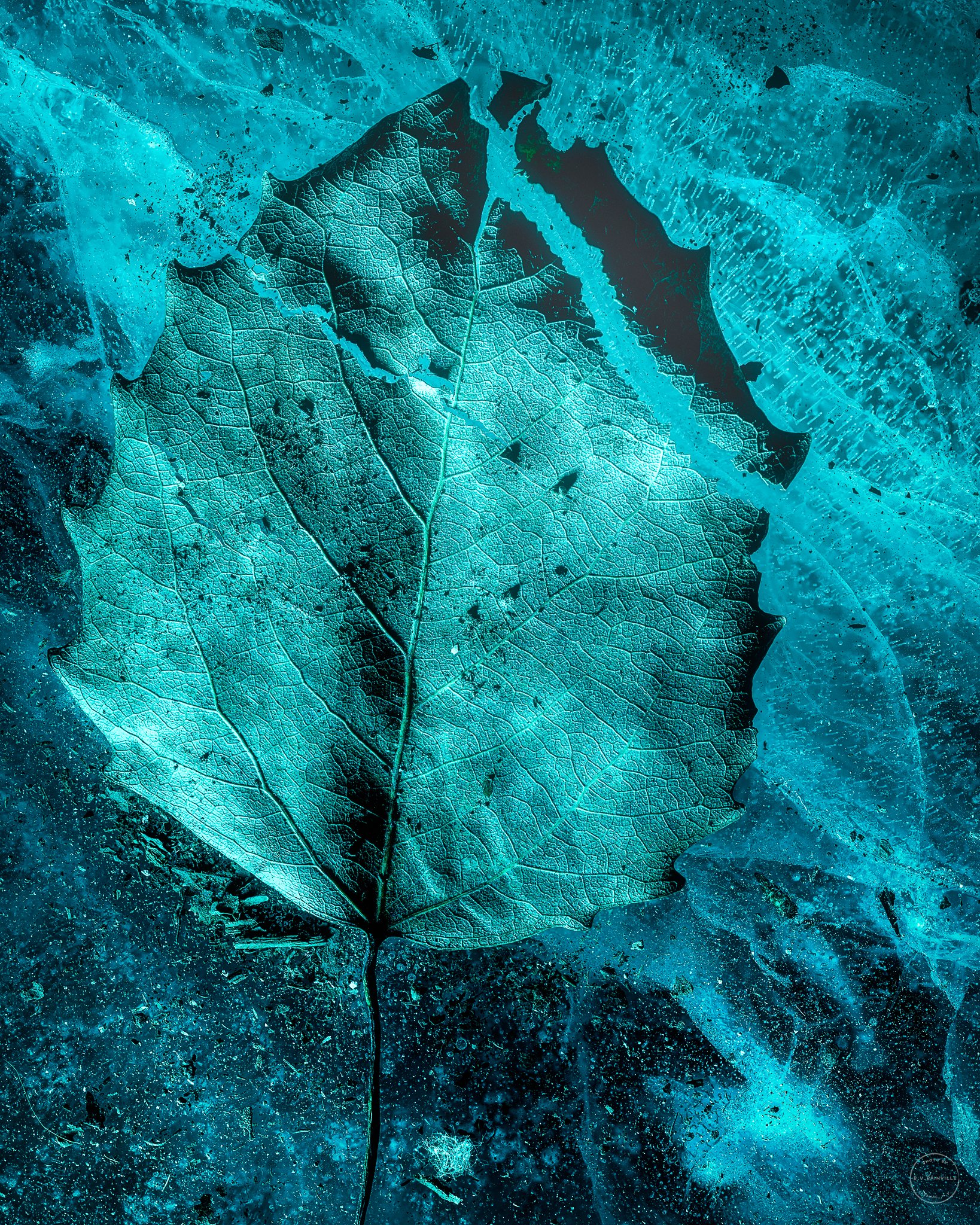 IceLeaf-Edit.jpg