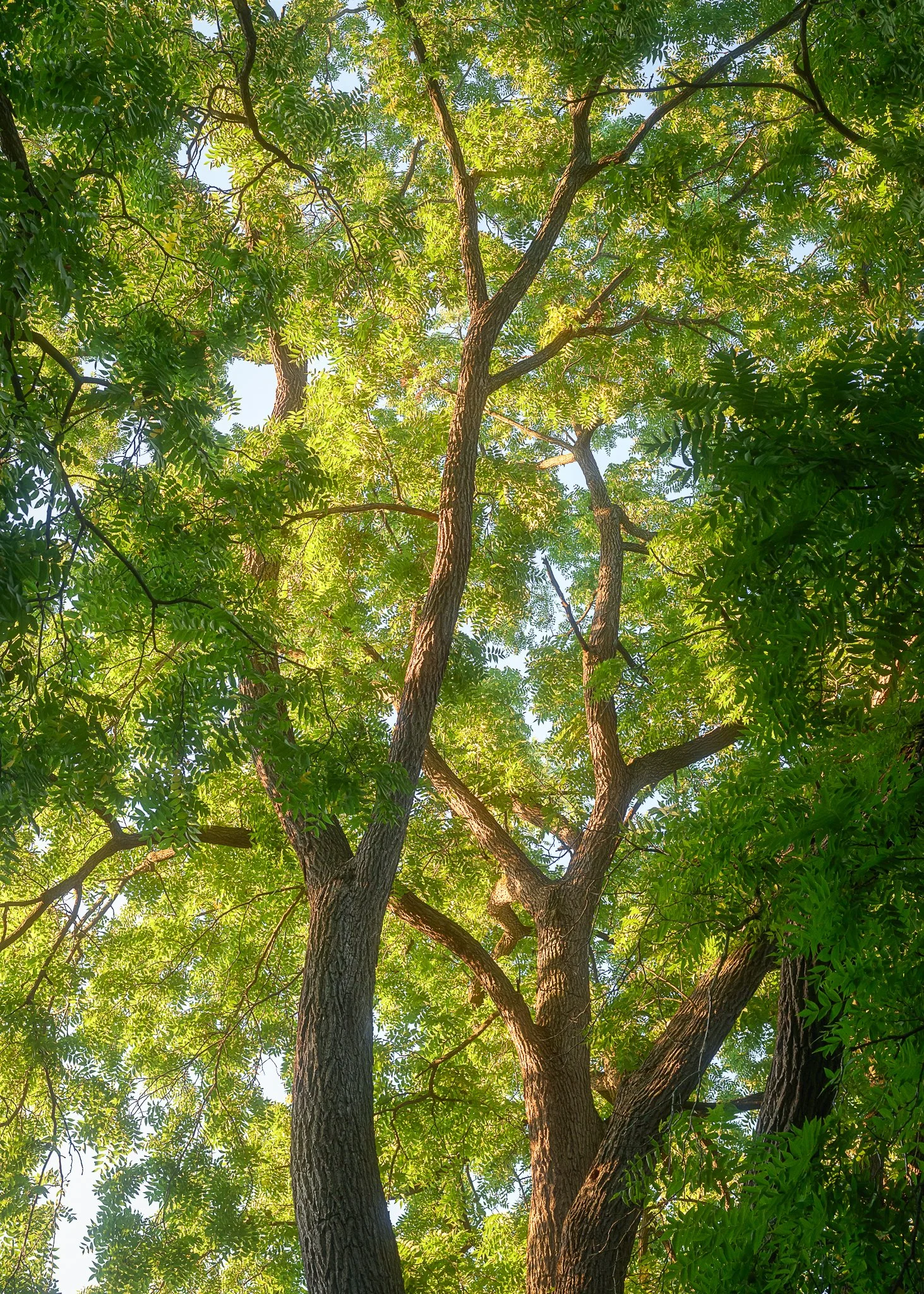 walnut trees at sunrise