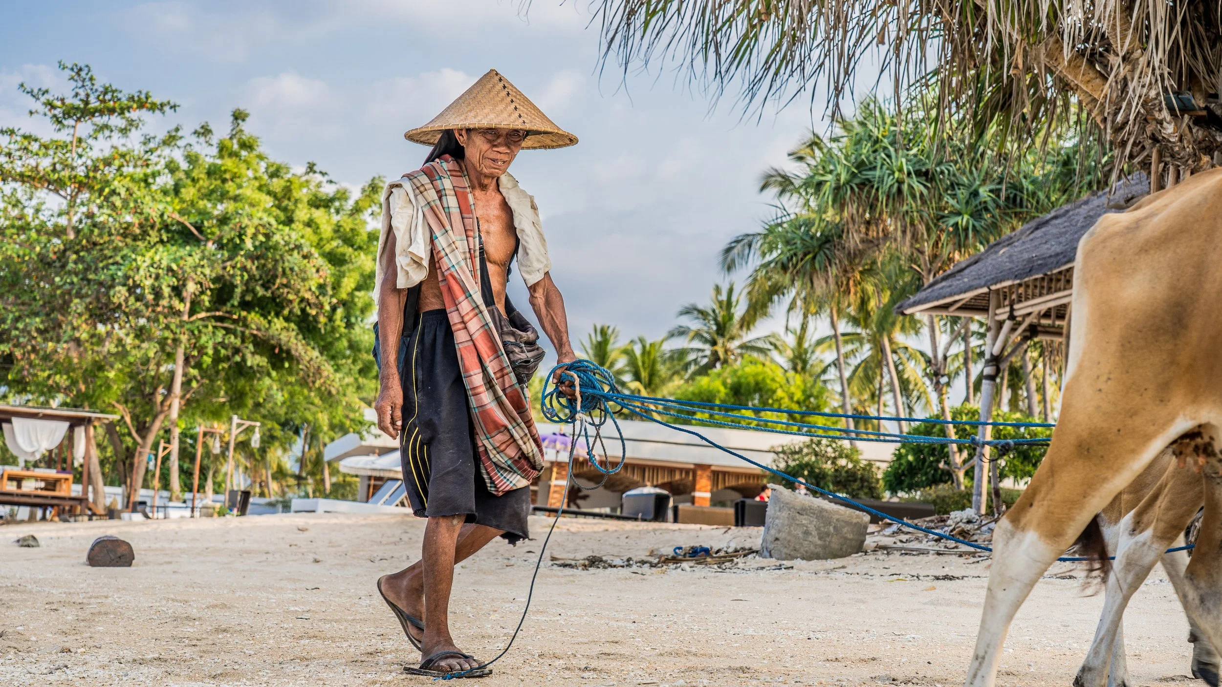 A Indonesian Lombok farmer walks on the beach at sunset driving his cows in front of him. At the same time each night he passes by, always happy for me to capture his rugged beauty