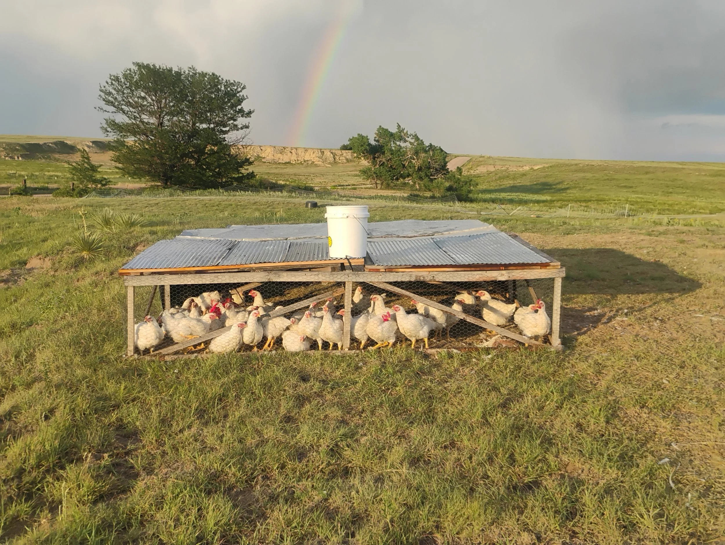 Chicken CSA Membership