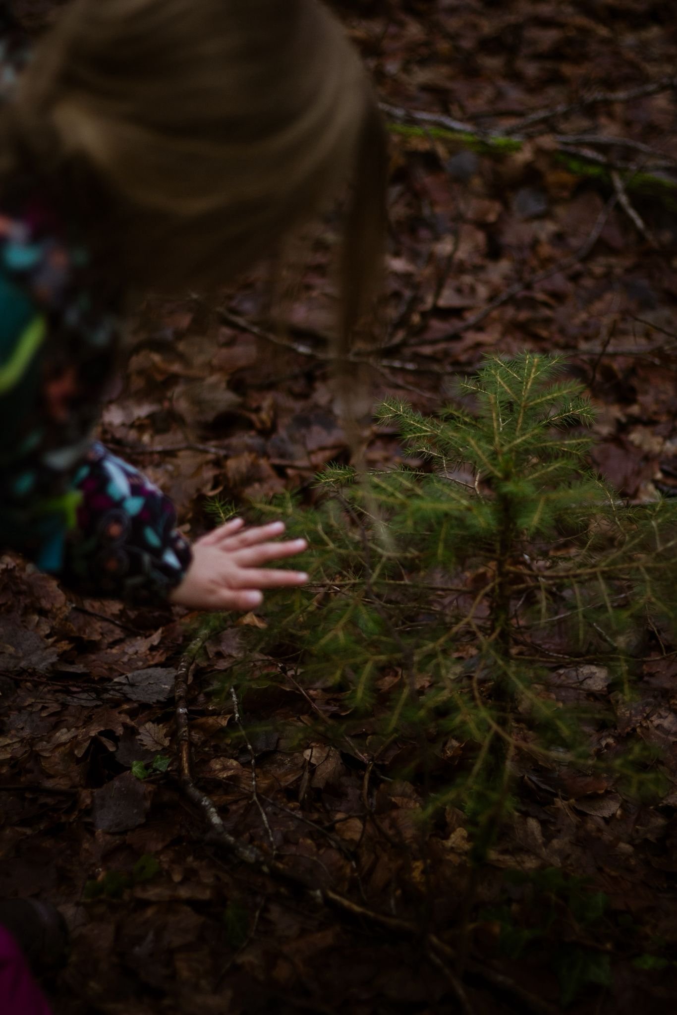 Les Secrets des Arbres